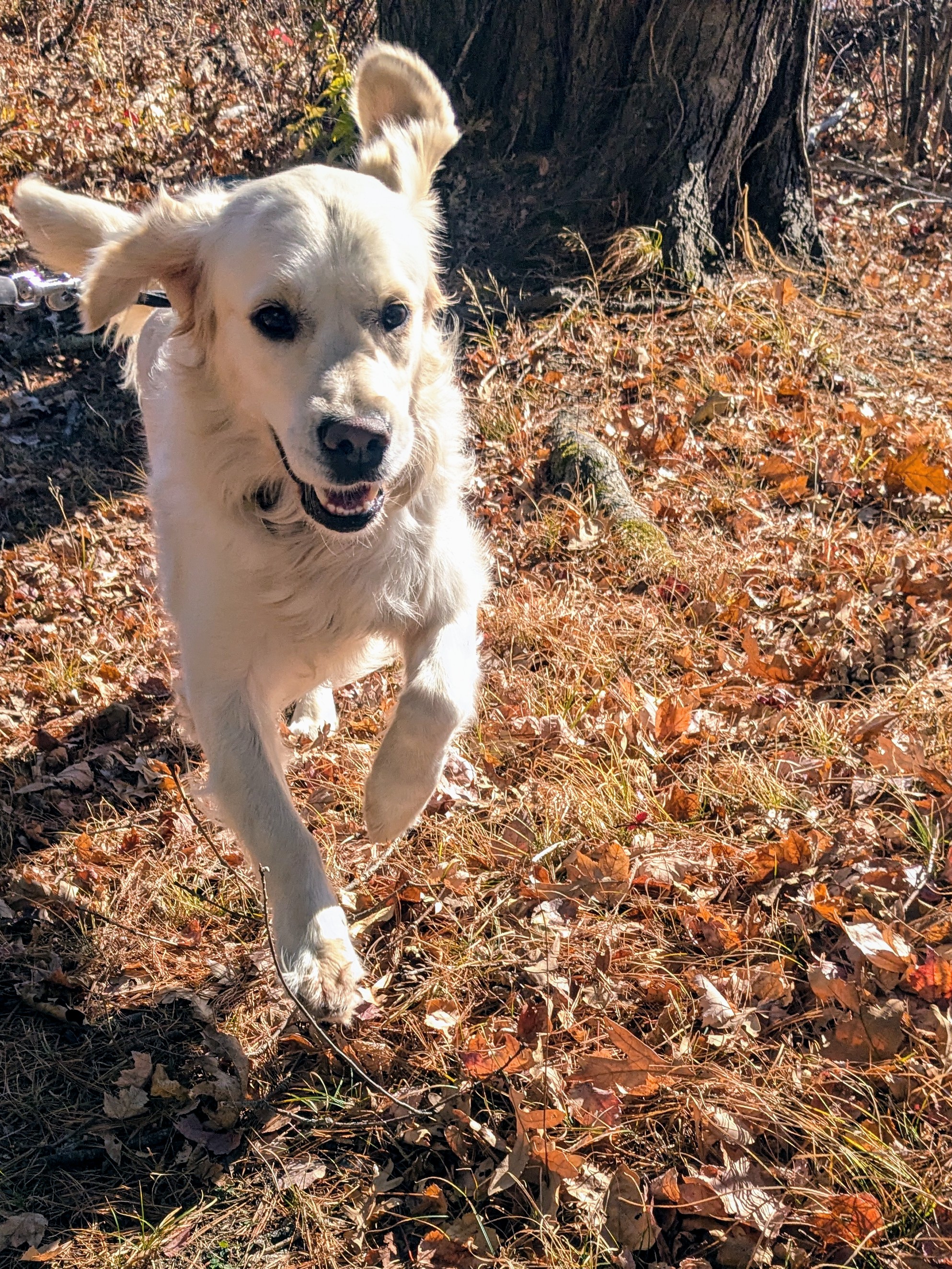 Long Pond Bagel 🐾