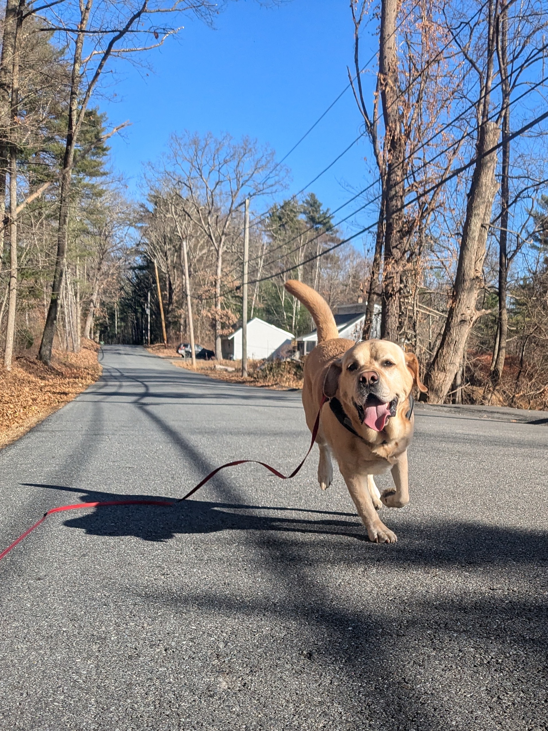 The 🐾 World Down The Street