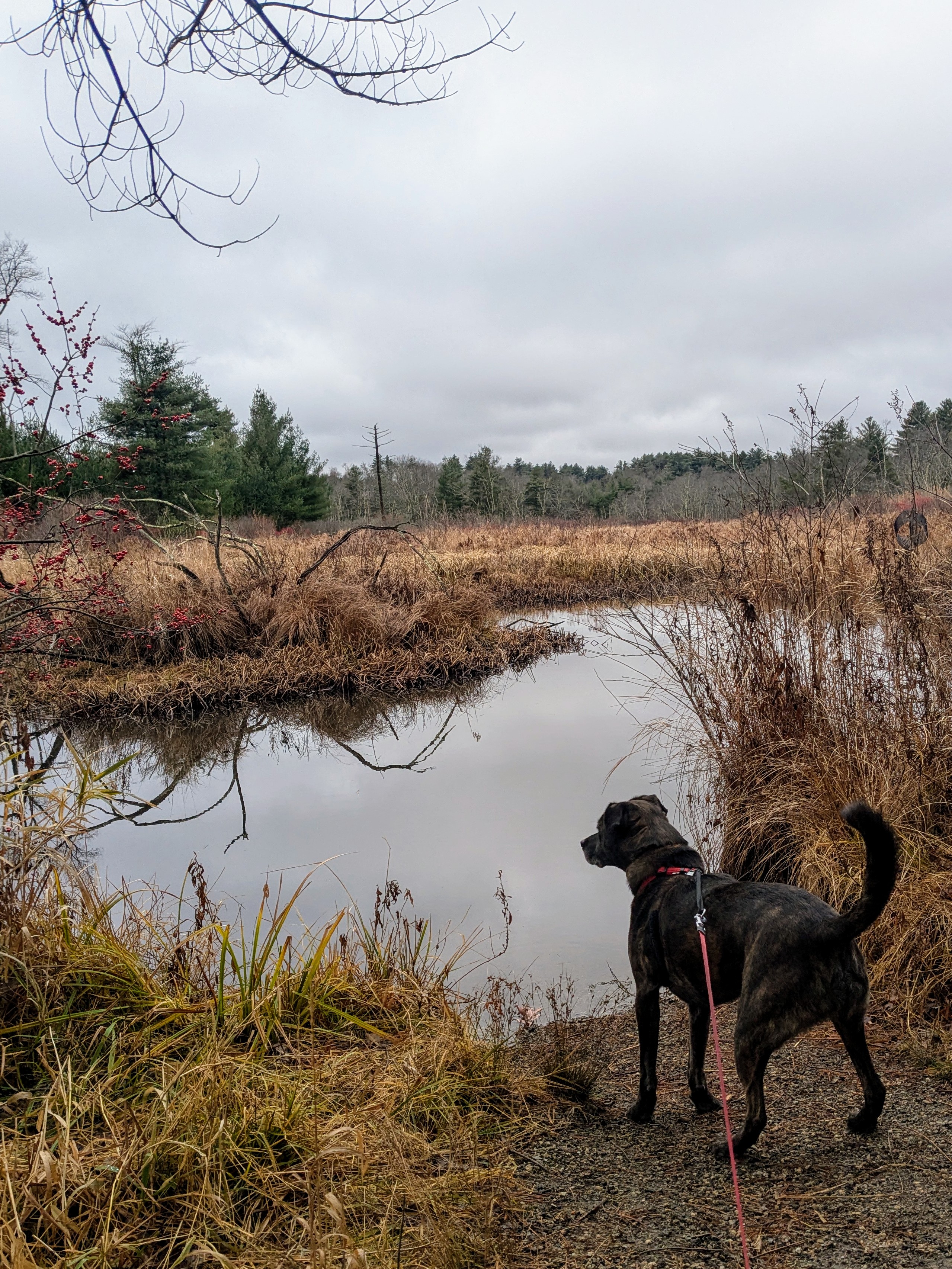 Moose Appreciates Beauty
