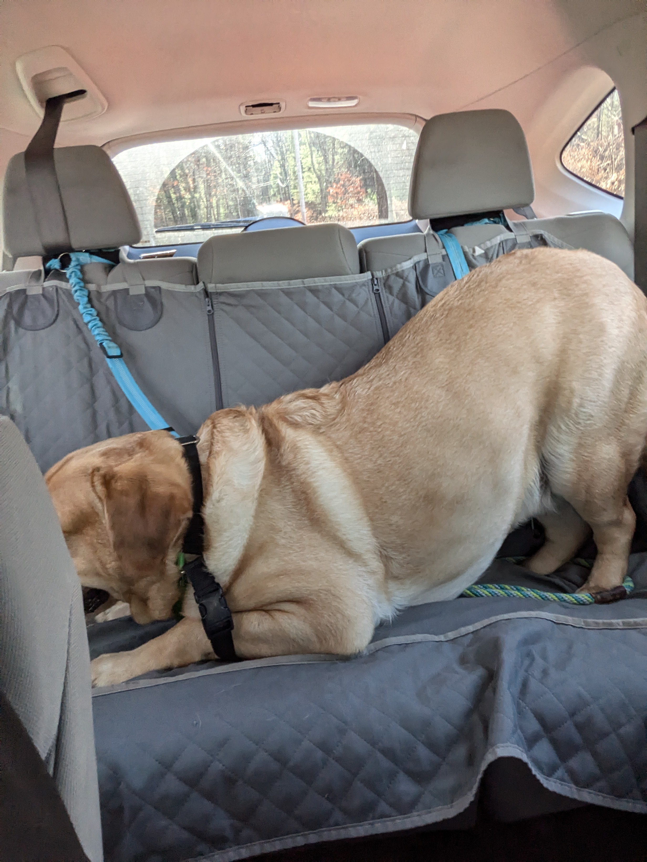 Downward Facing Dog