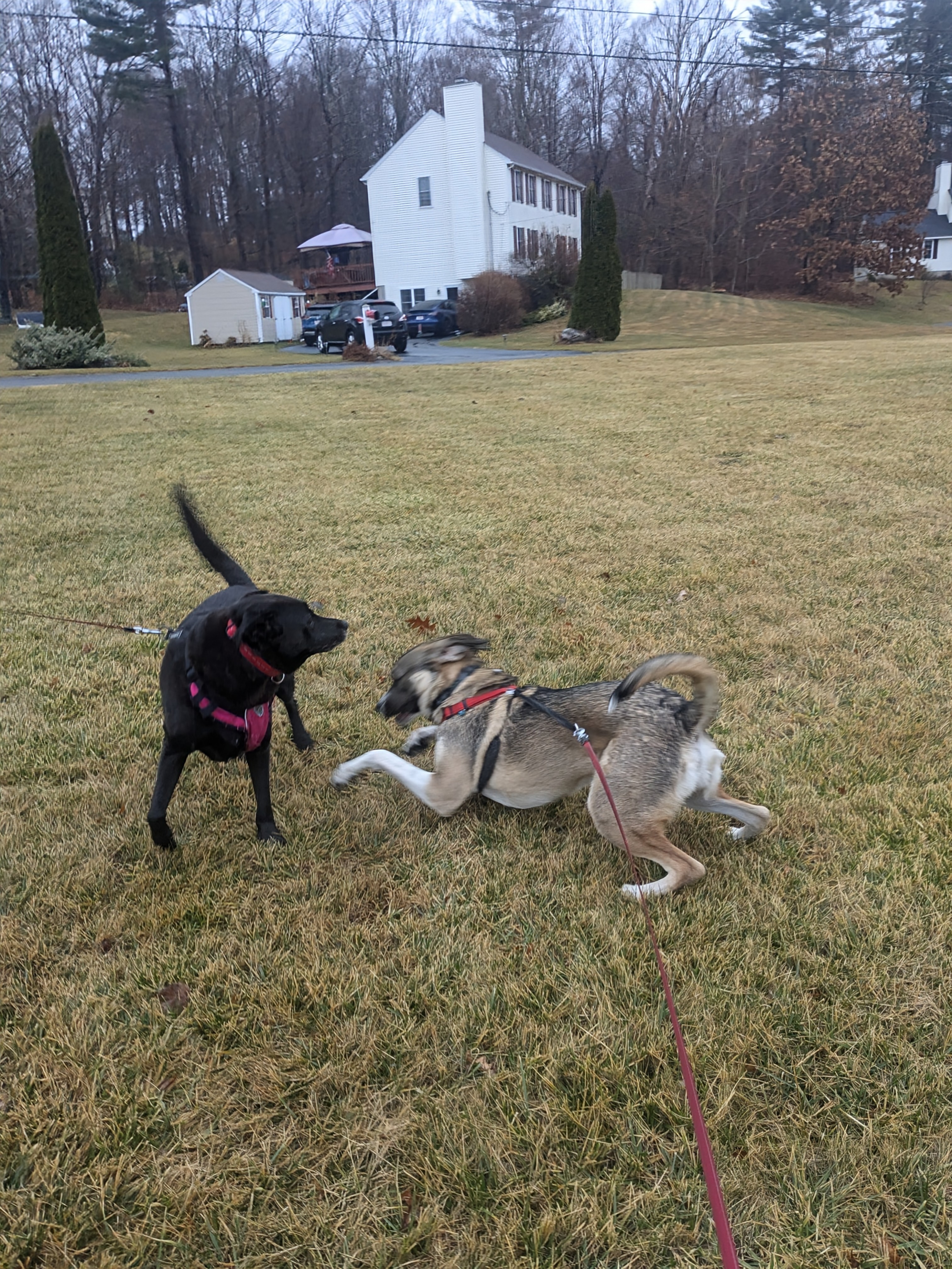 Thanksgiving Zoomies!