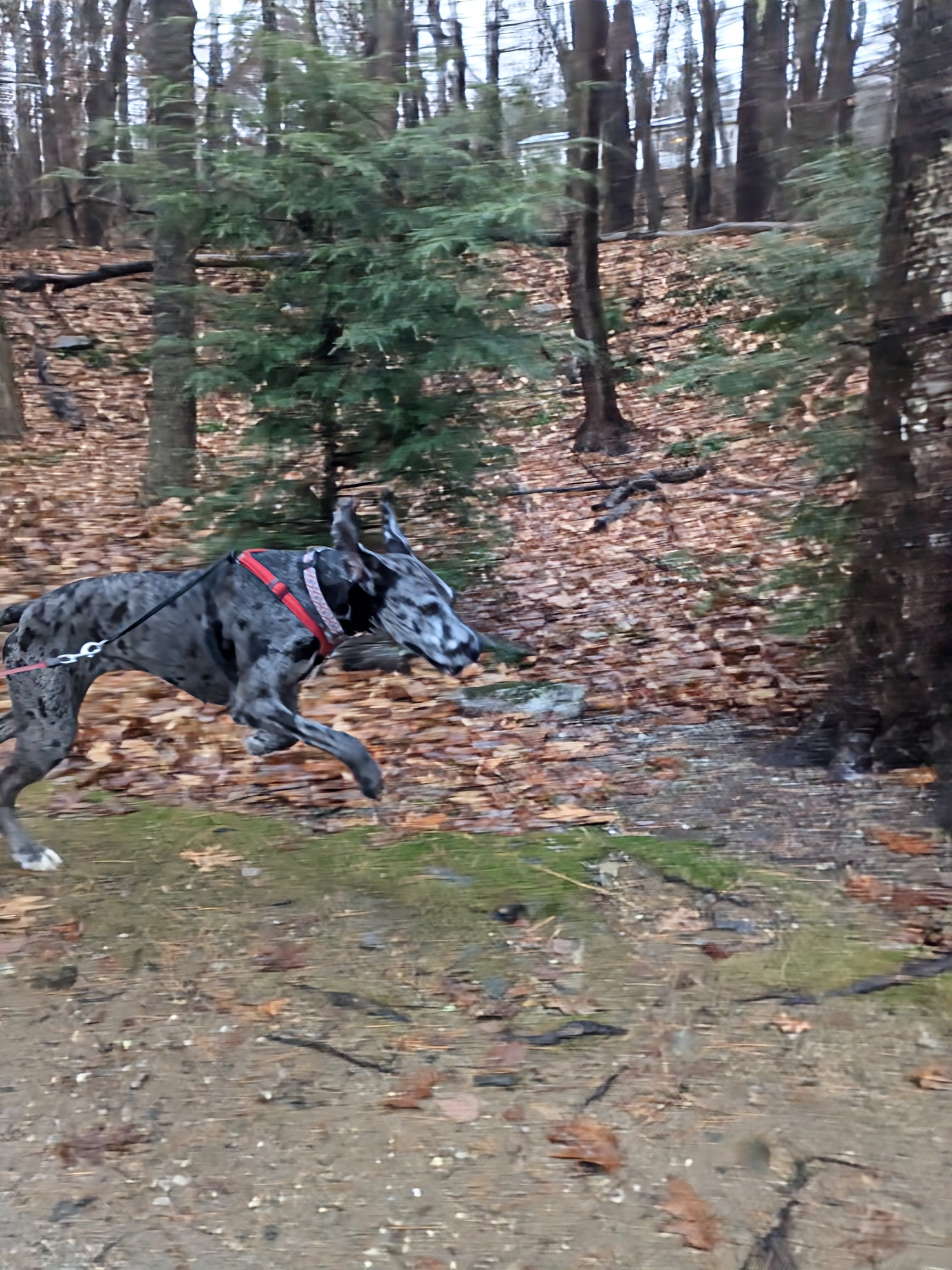 Thanksgiving Turkey Run! 🦃🐾