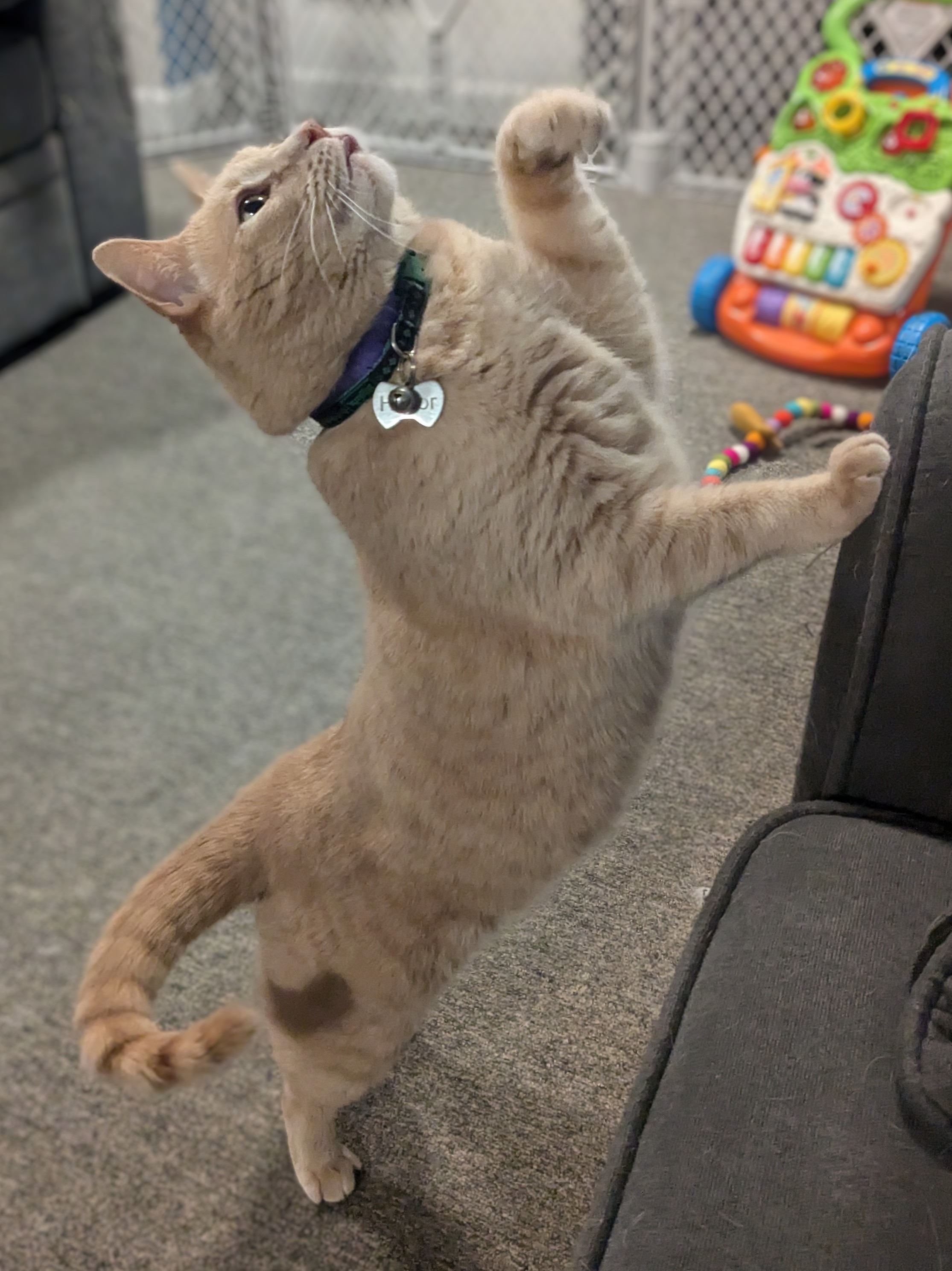 Hodor The Dancing Kitty and Nahla the Polar Bear!