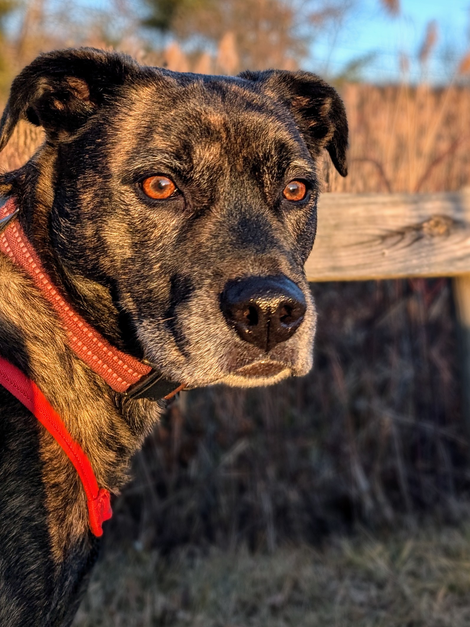 Last Few Drops Of Golden Hour
