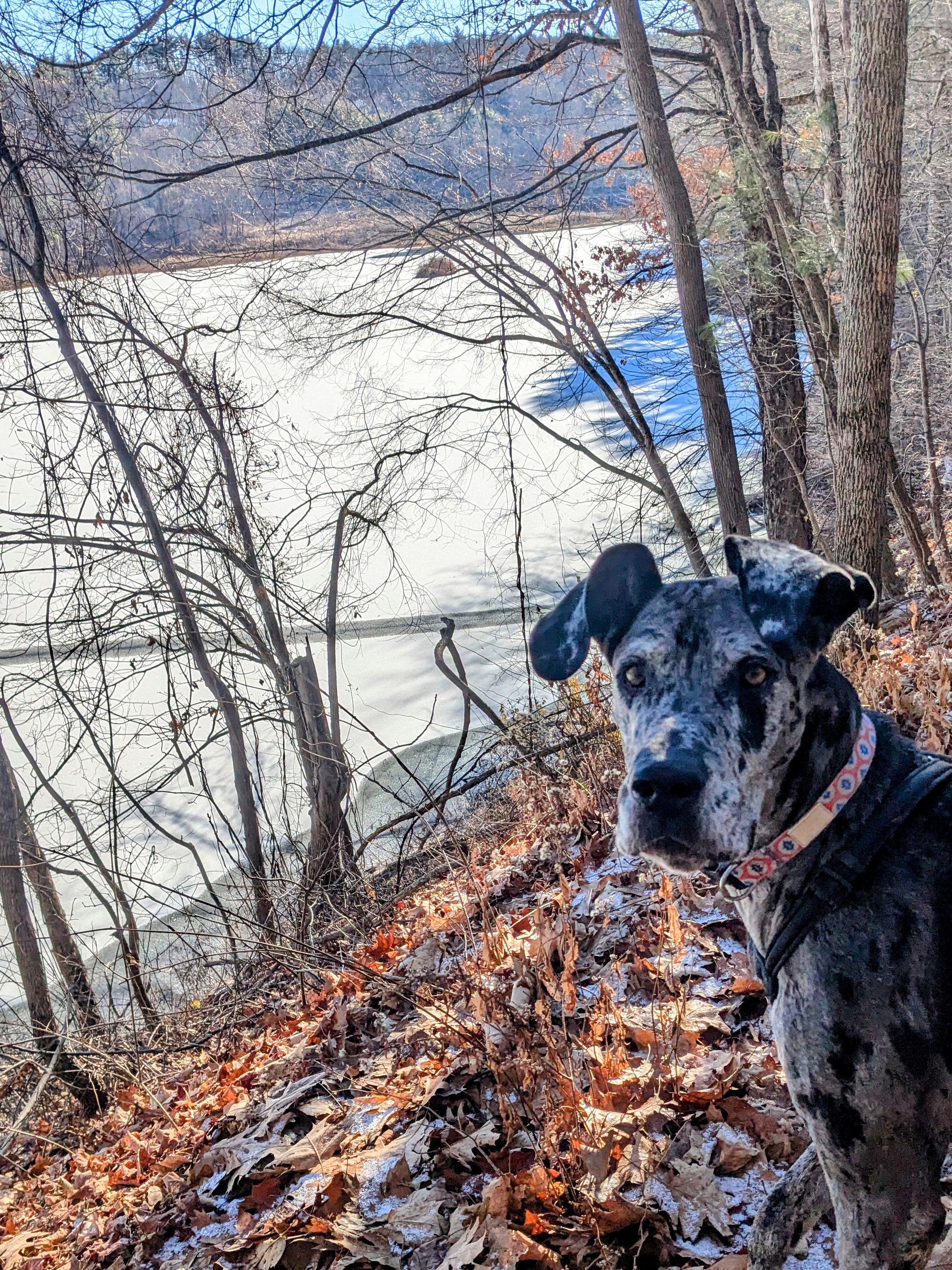 Beauty all around us.❤️🐾🐶