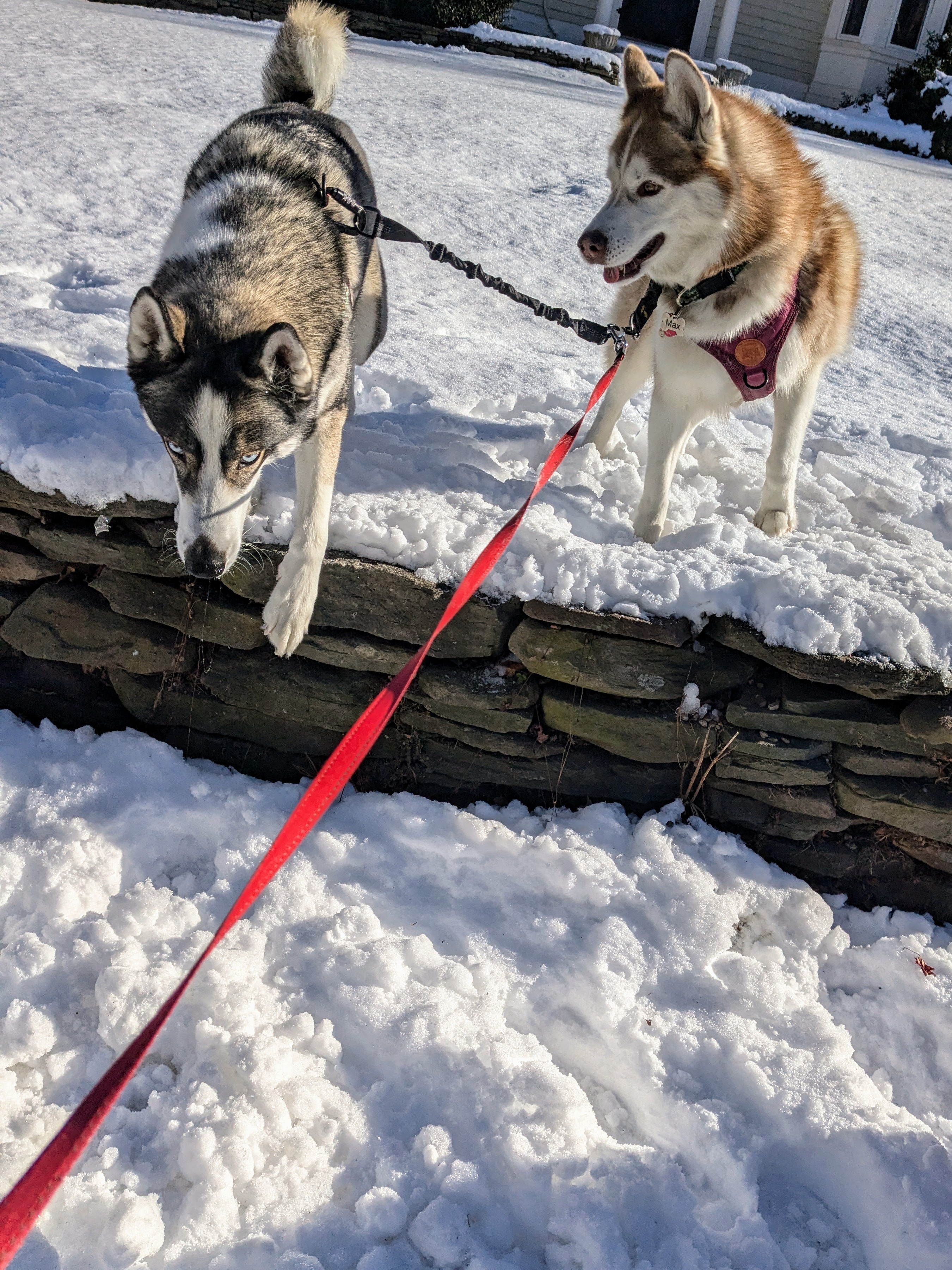 Max And Lucy and Packer and Oliver