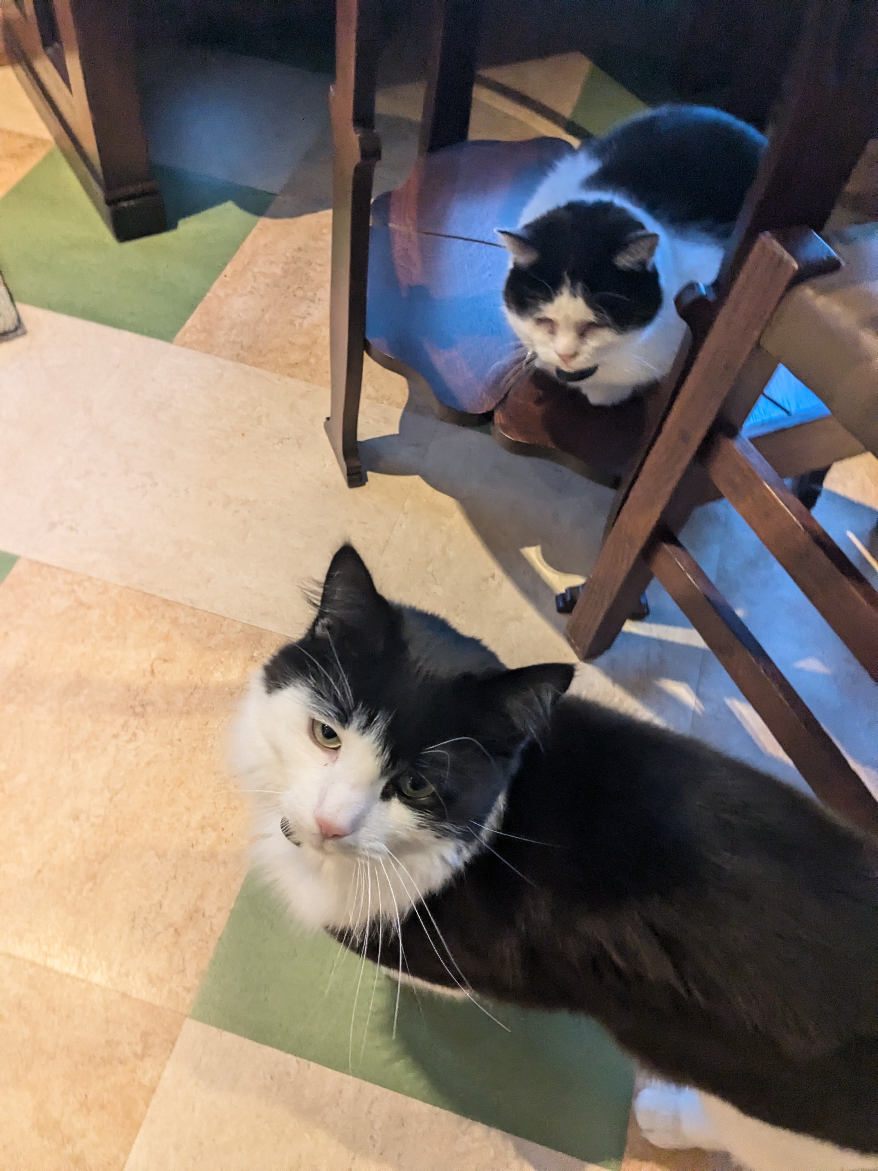 Happy Caturday!
