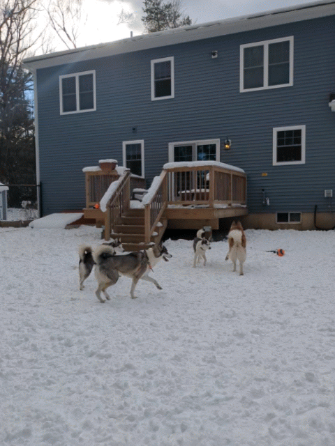 Social Club: Husky Special pt1