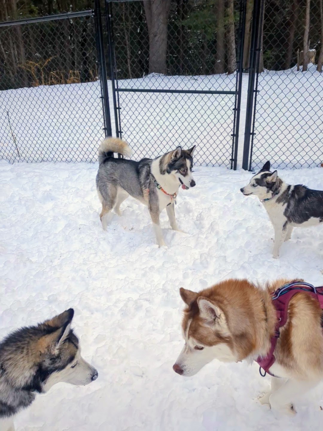 Social Club: Husky Special pt2