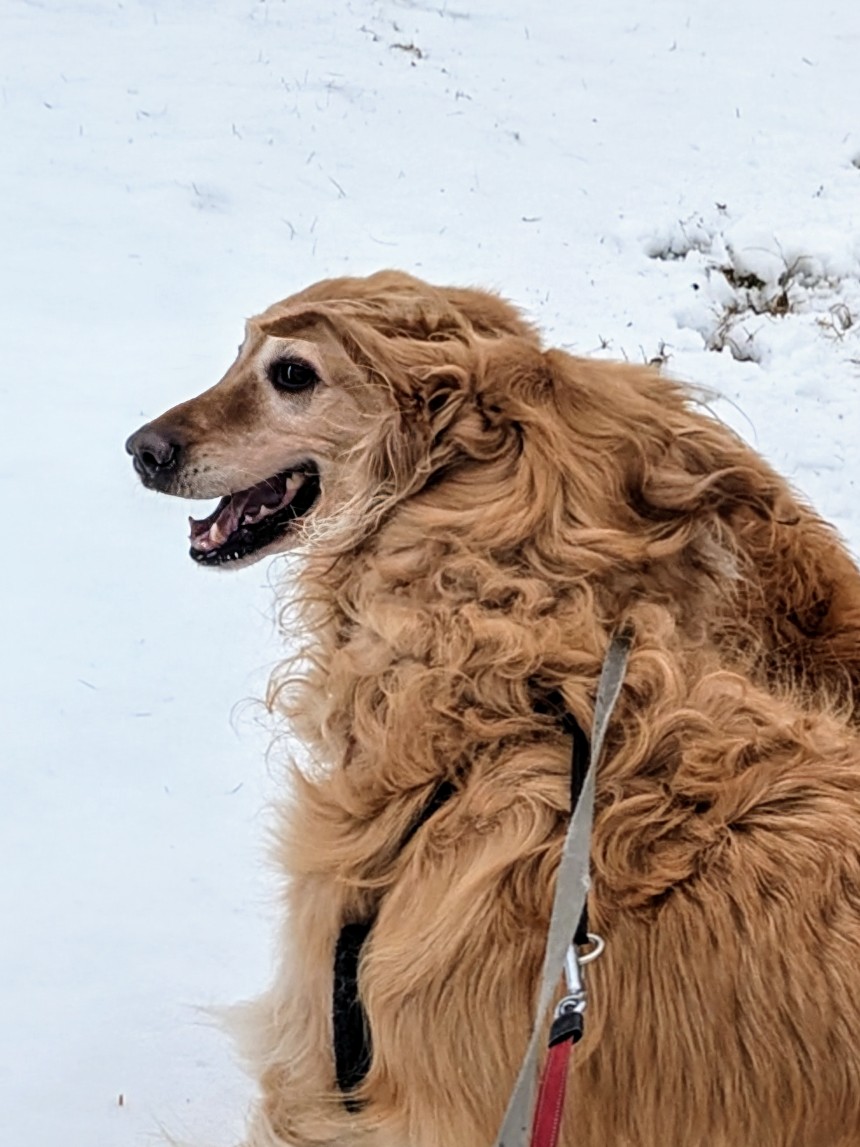 This Is A Photo Of 2 Dogs 😅