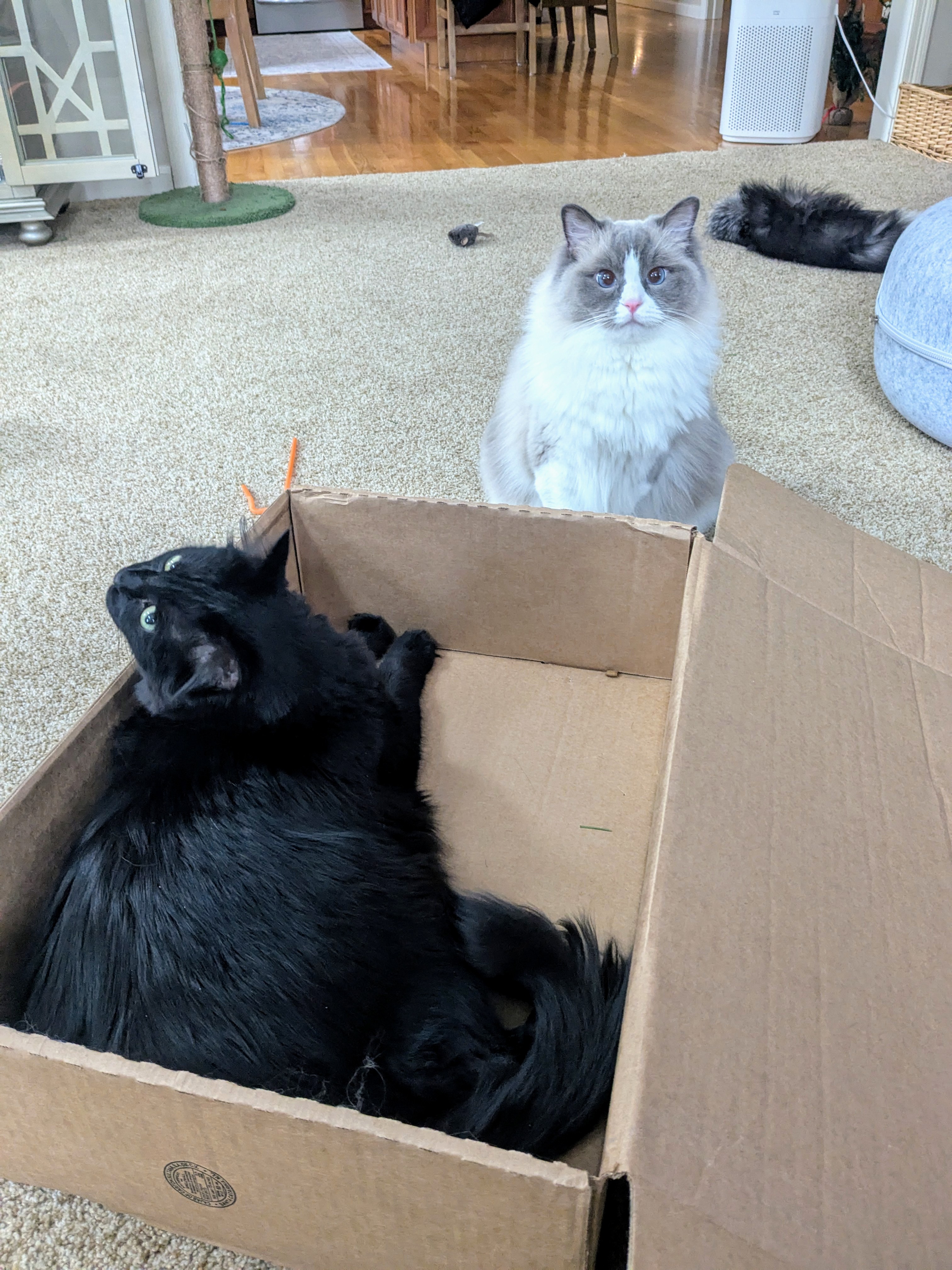 Cats In A Box! 🎄🦌