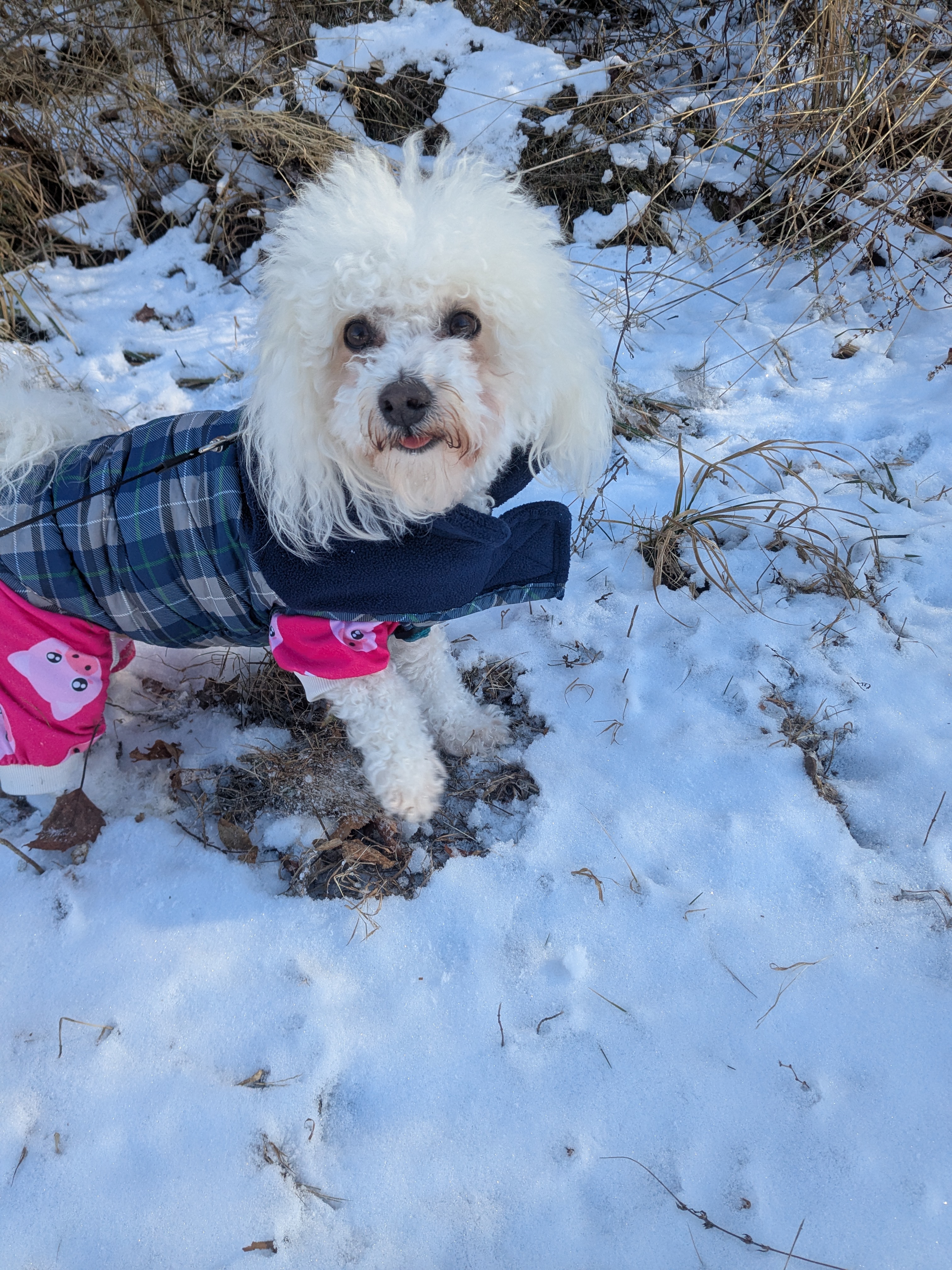 Frosty Paws & Warm Kisses🐾❤️🥶