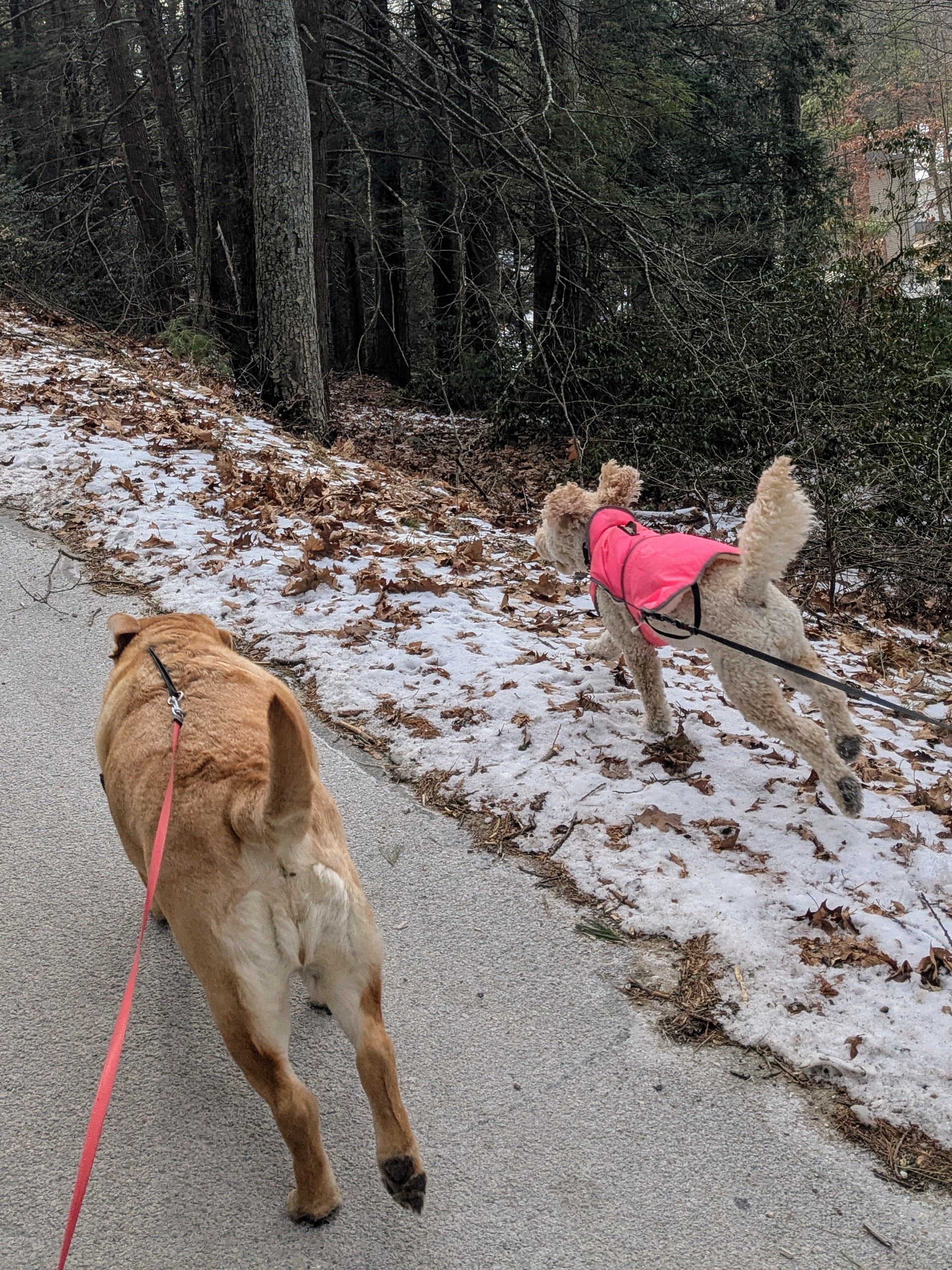 Born To Run 🐾🐾