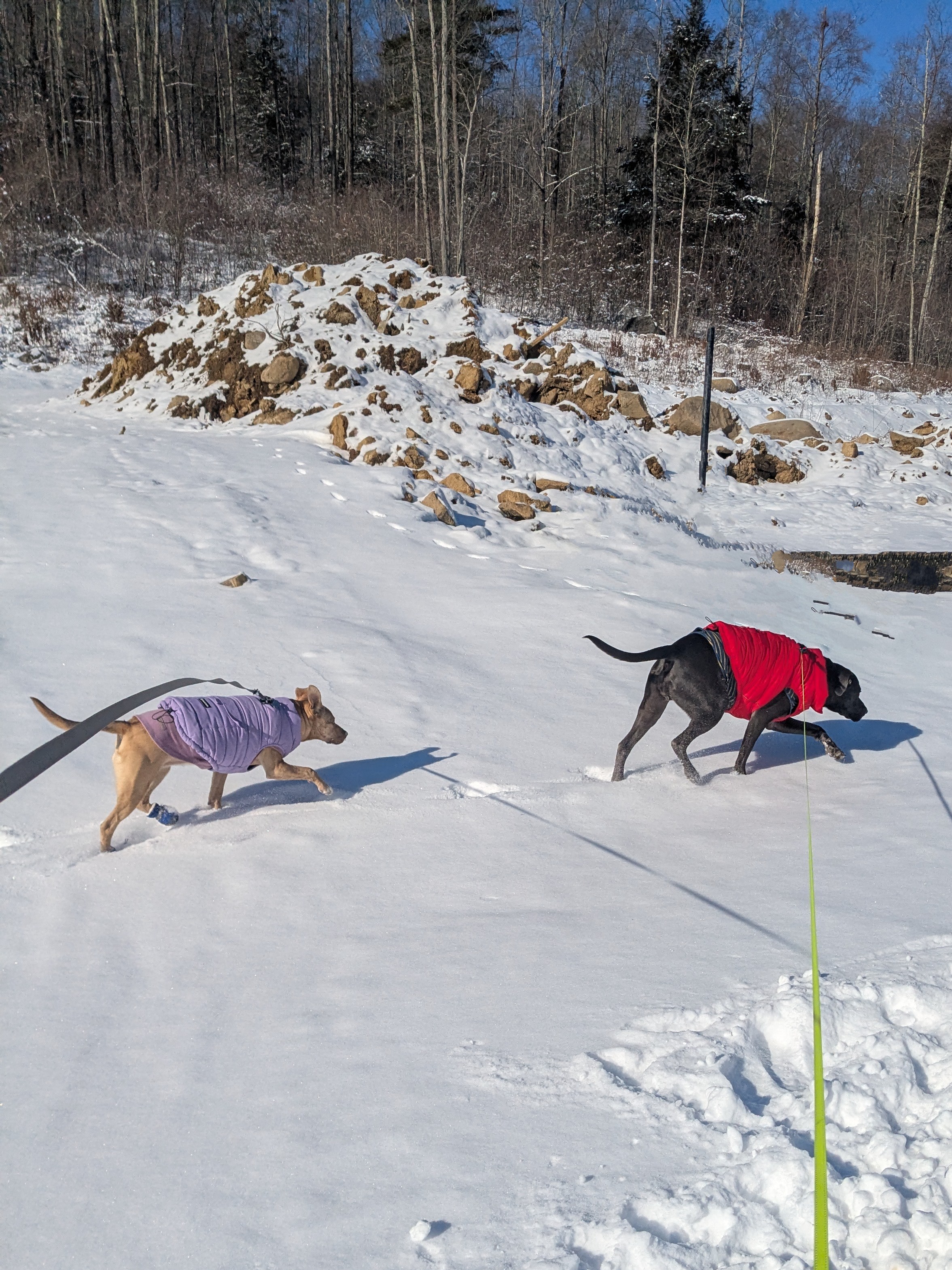 Dashing Through The Snow!