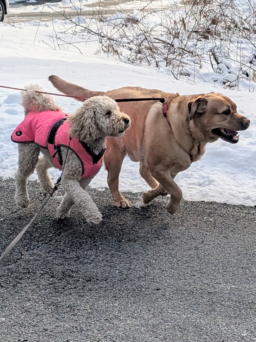 Snowy Social Walk