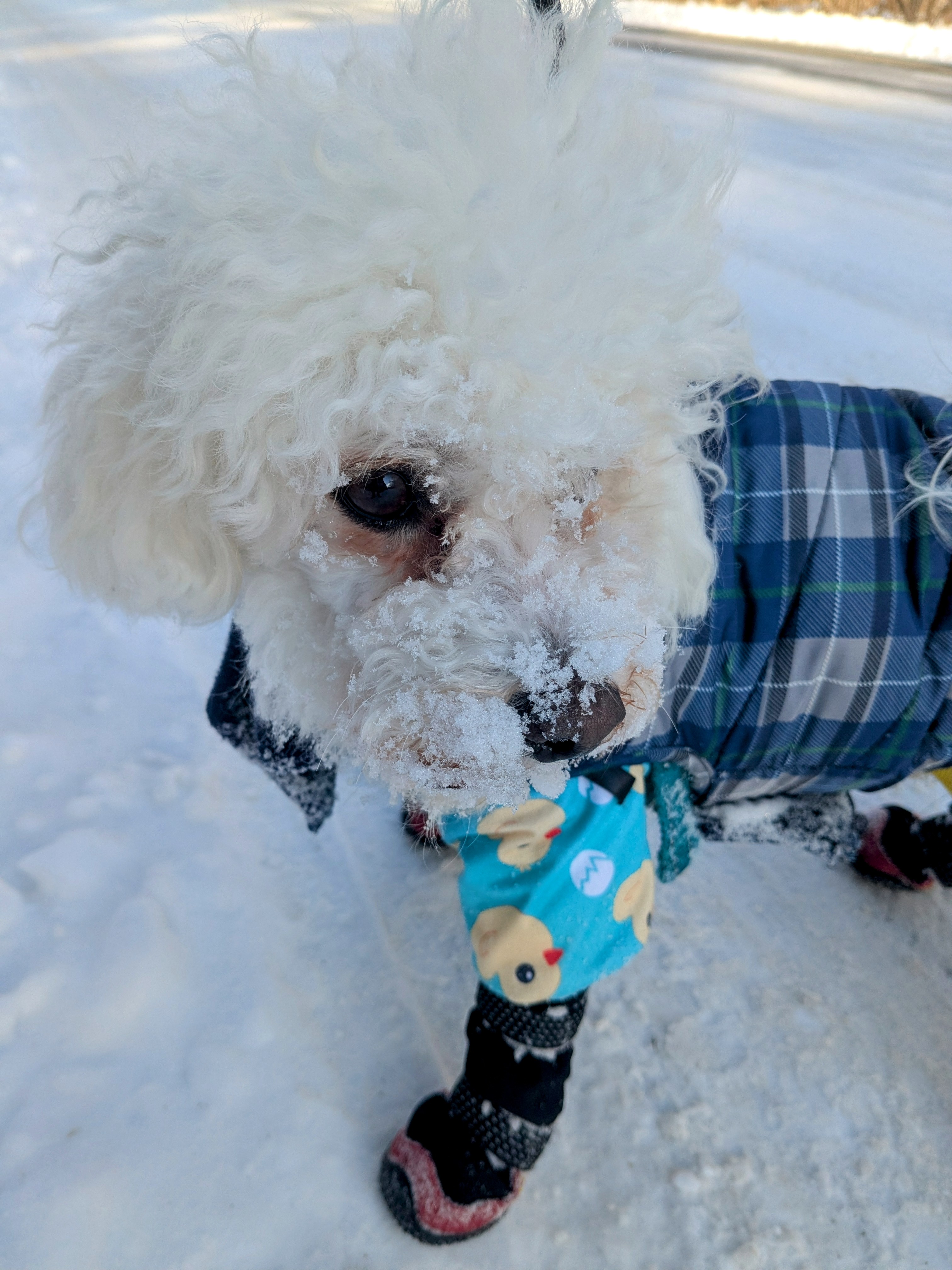 Mylo Gets Nosey! 🥶🥰