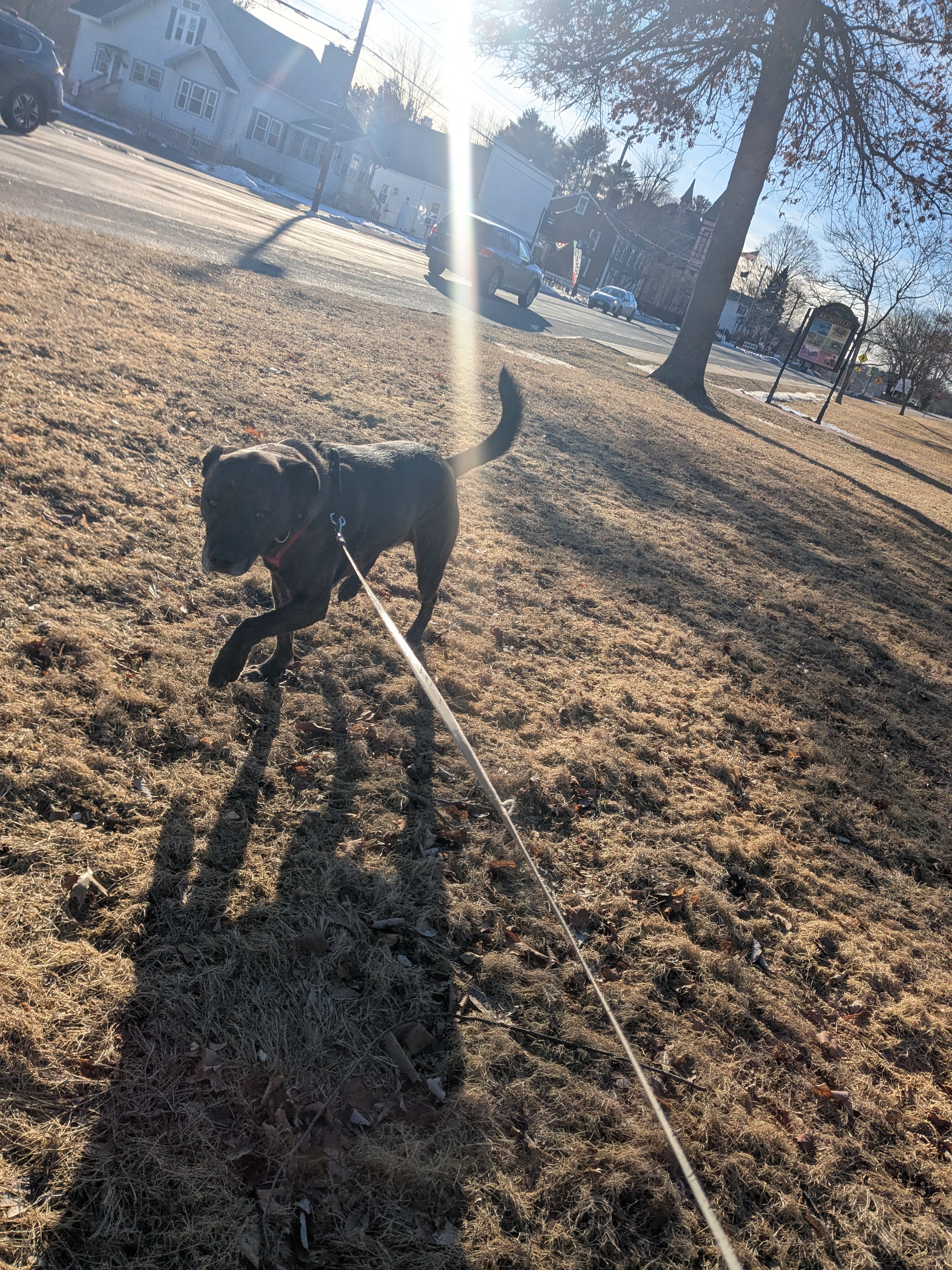 Moose Rules