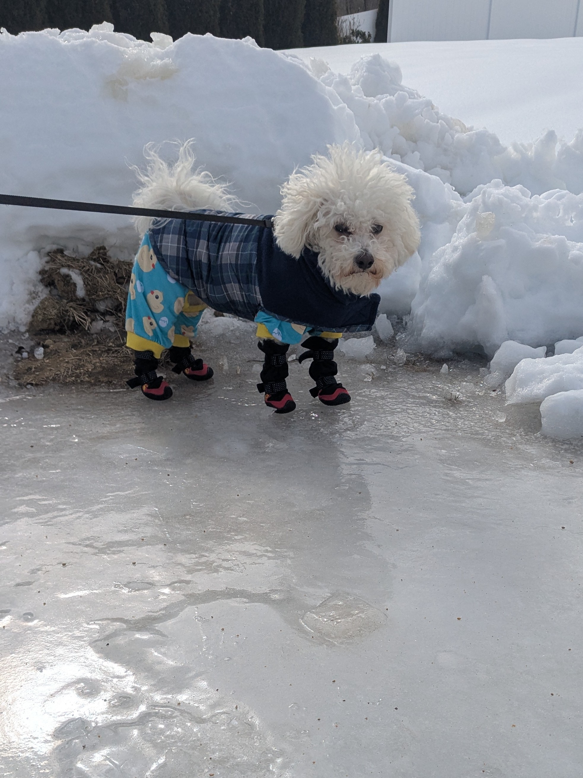 These Boots Are Made For Walking…On Ice! 🐾❤️