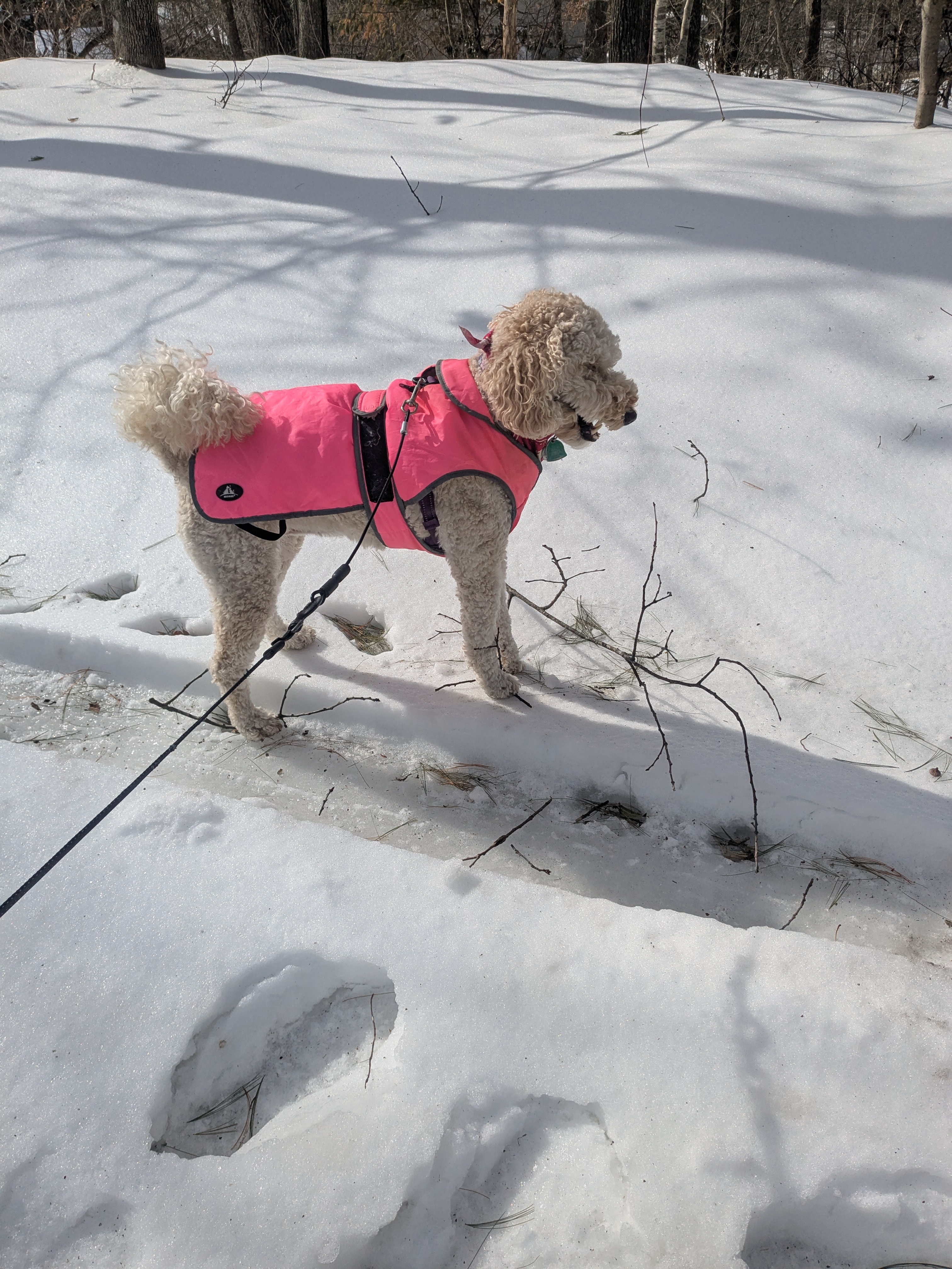 Millie’s Tree Service!