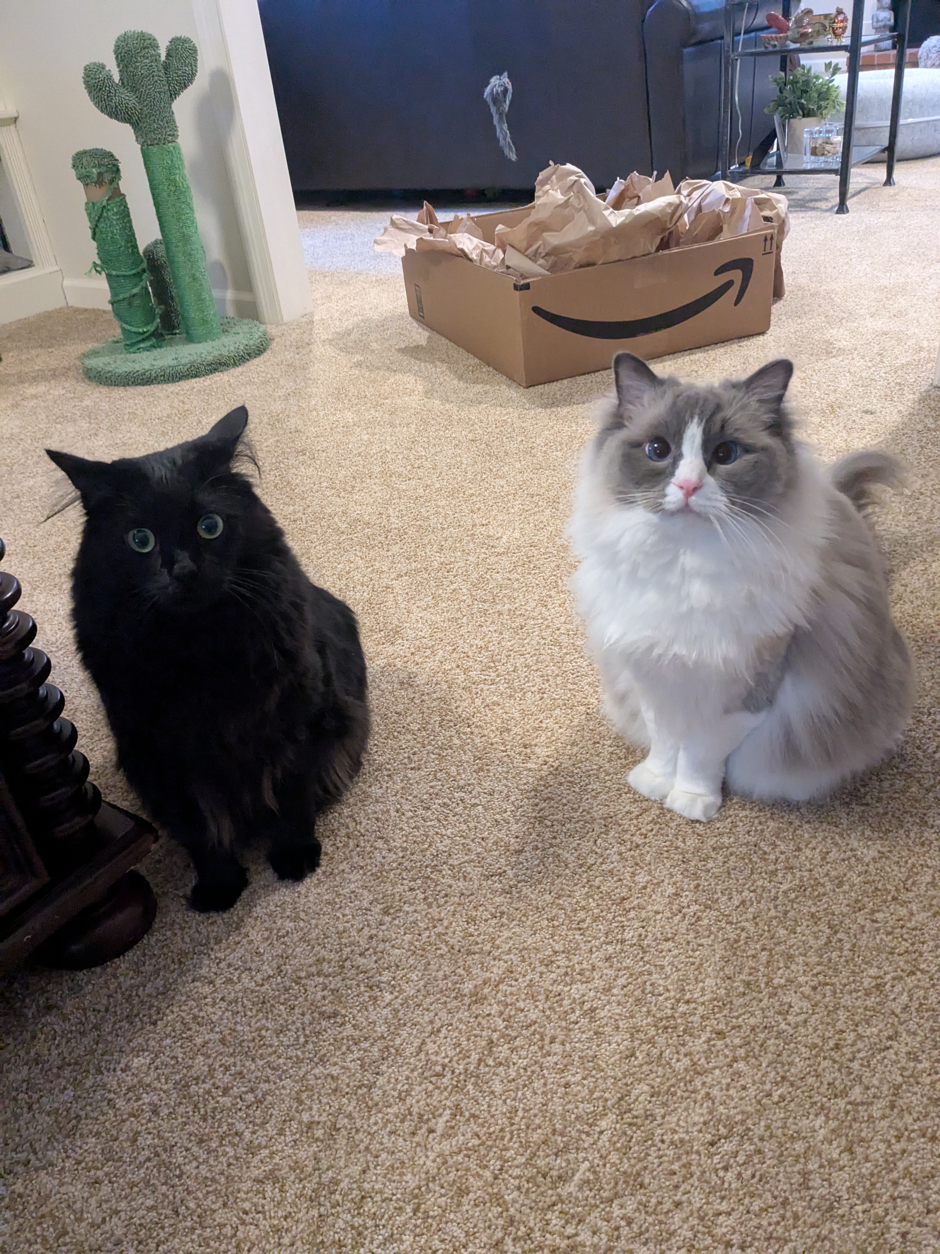 The Mischievous Furry Ones
