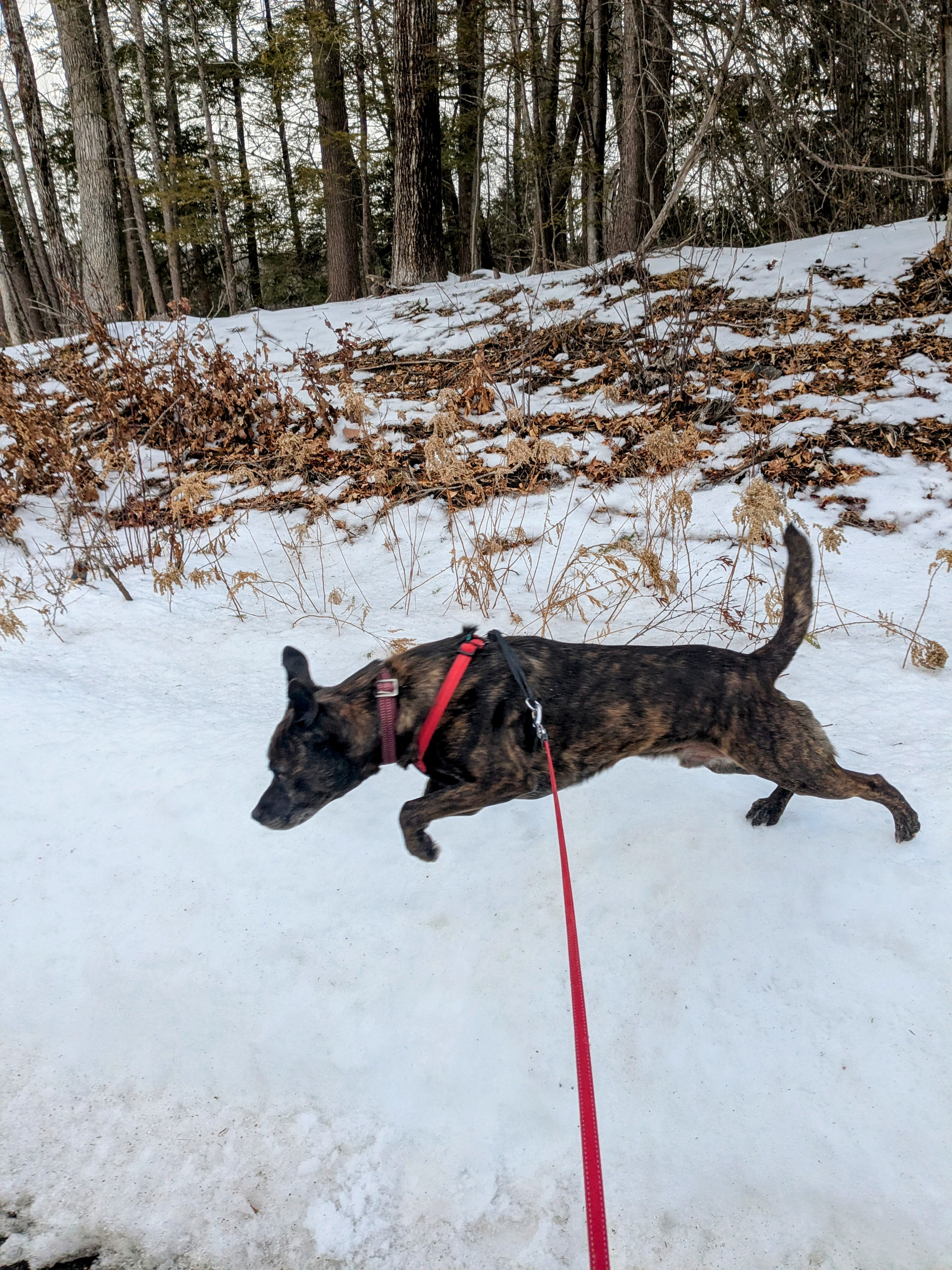 Walking Through The Woods…