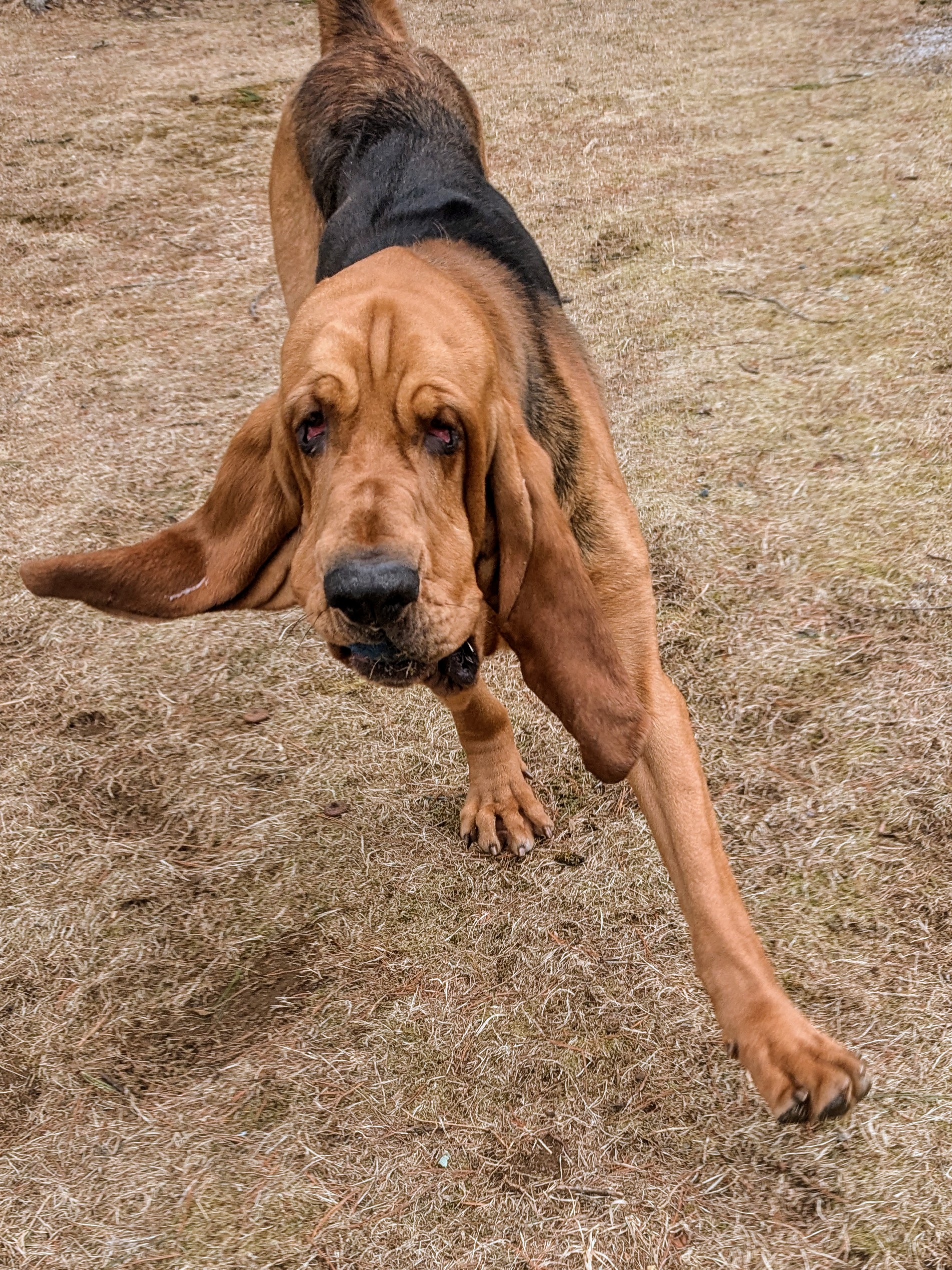 Hank Shows Off