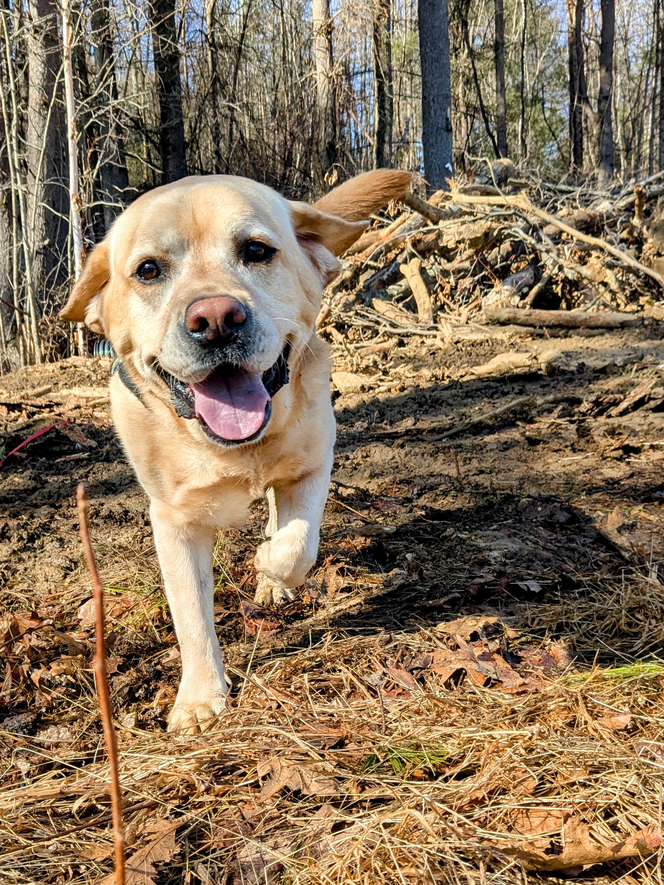 Tucker Takes Me For A Run