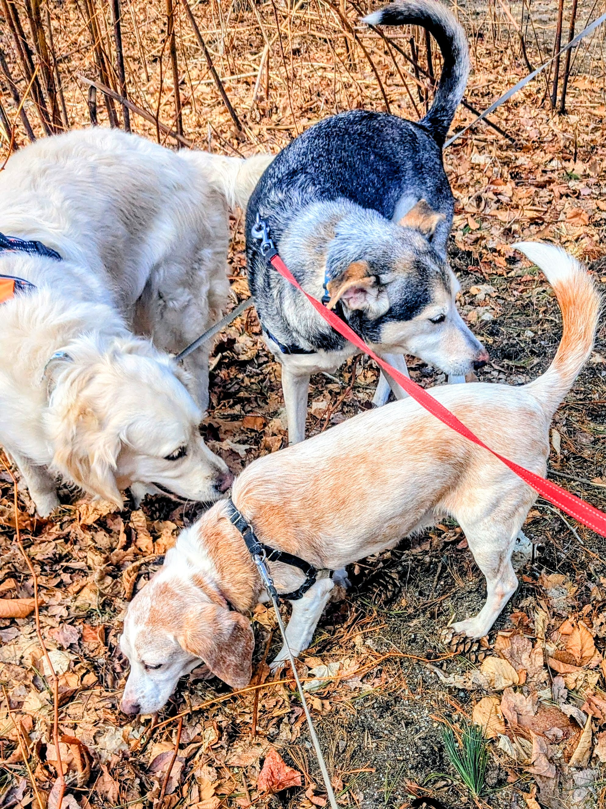Fetching Some Fun At Doggie Recess! 🎡