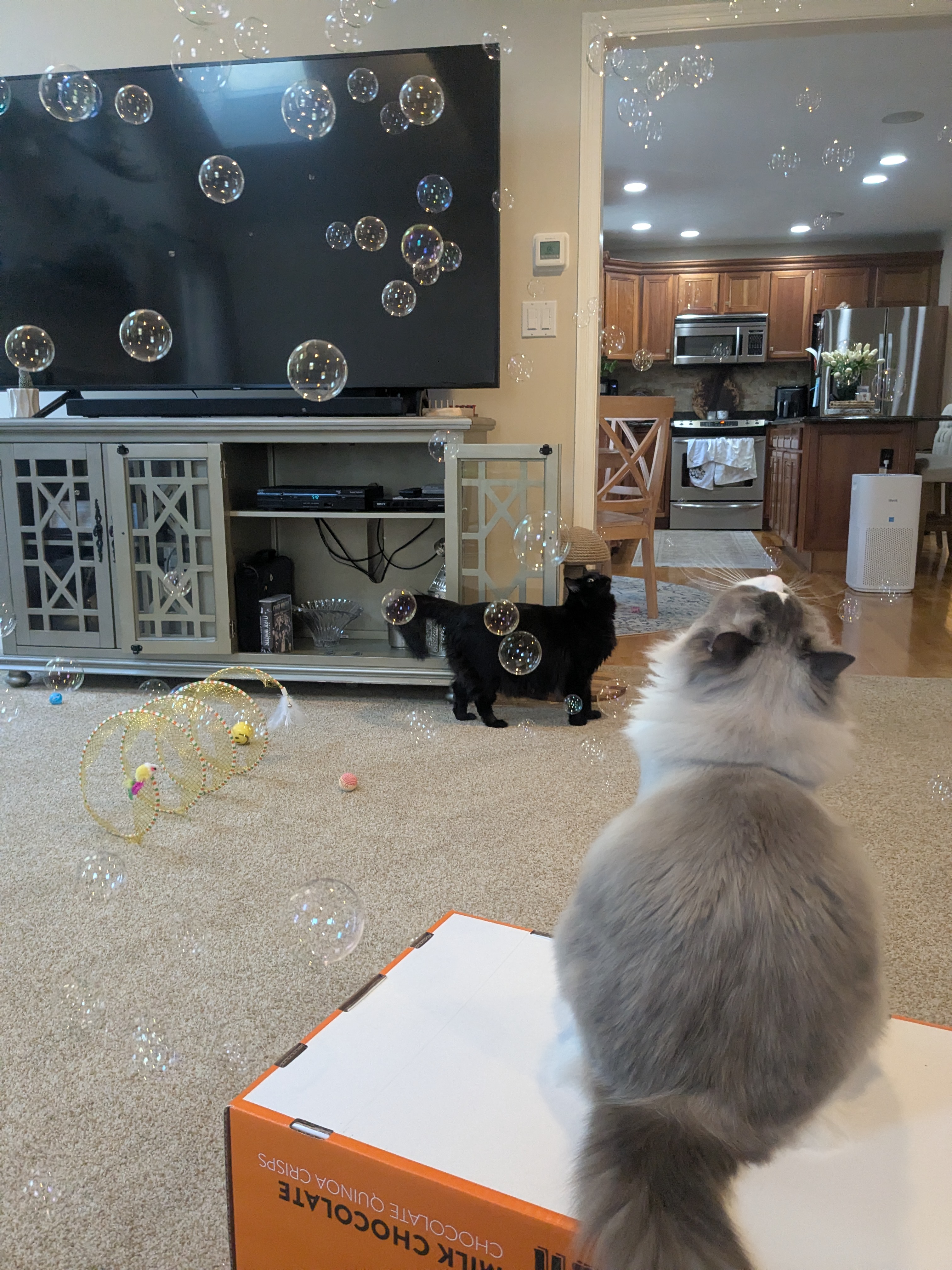 Bubble Party! 🫧😻