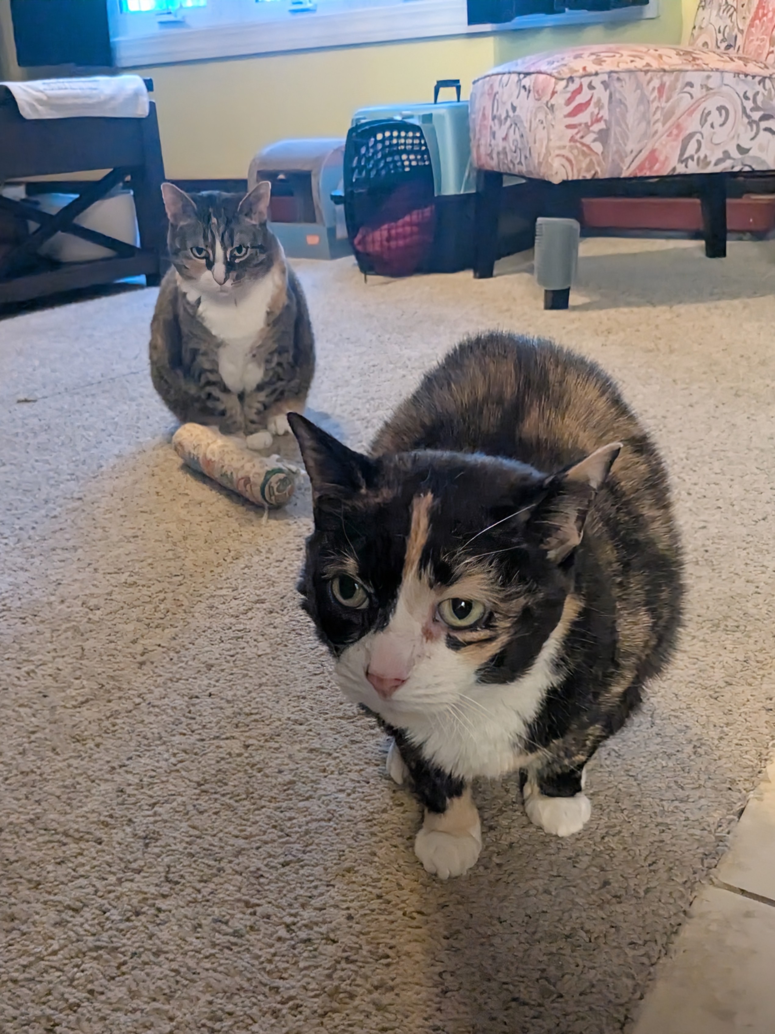 What? What? Blu Pet Me?