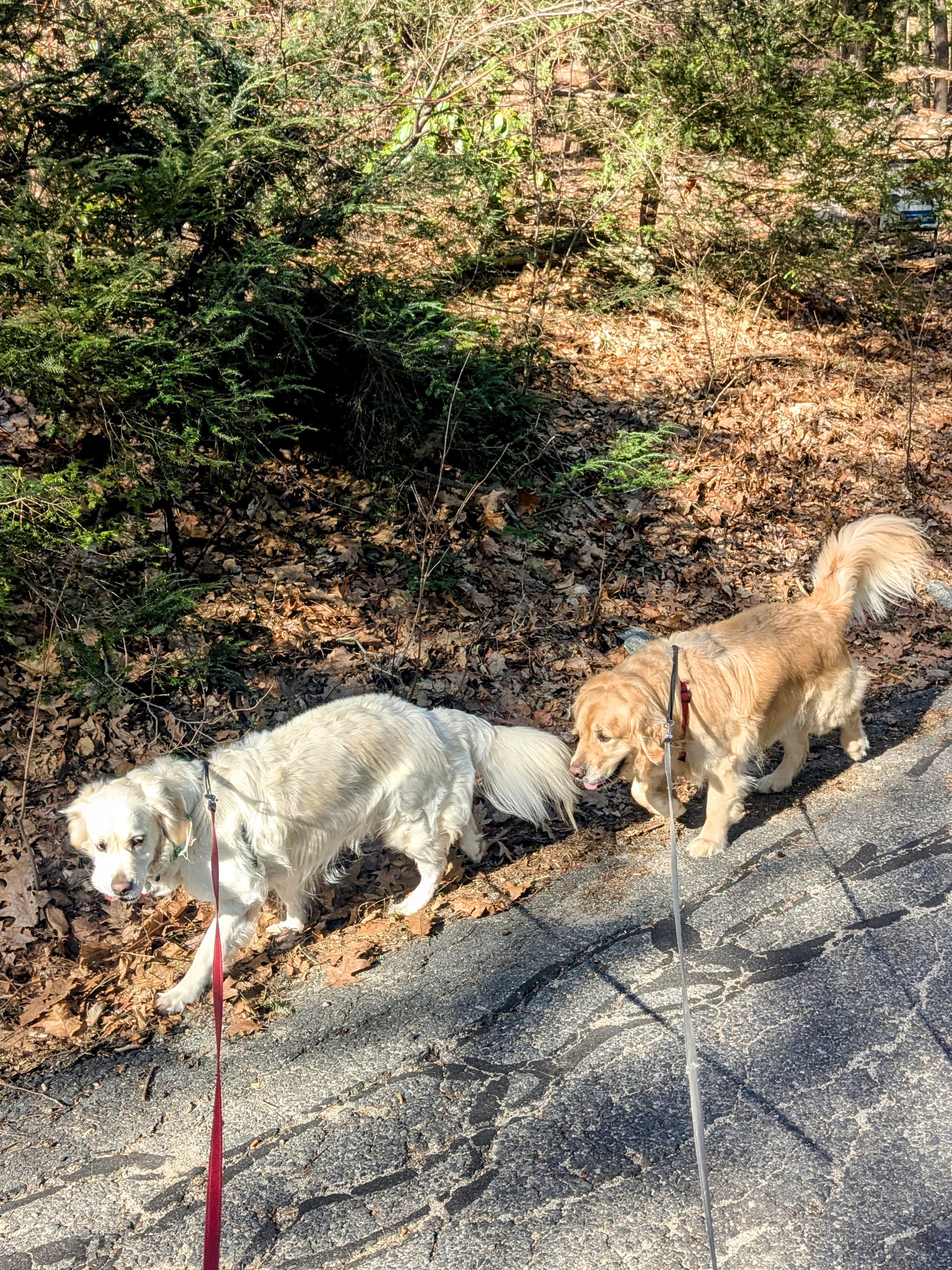 Bagel Has A Type, Pt2