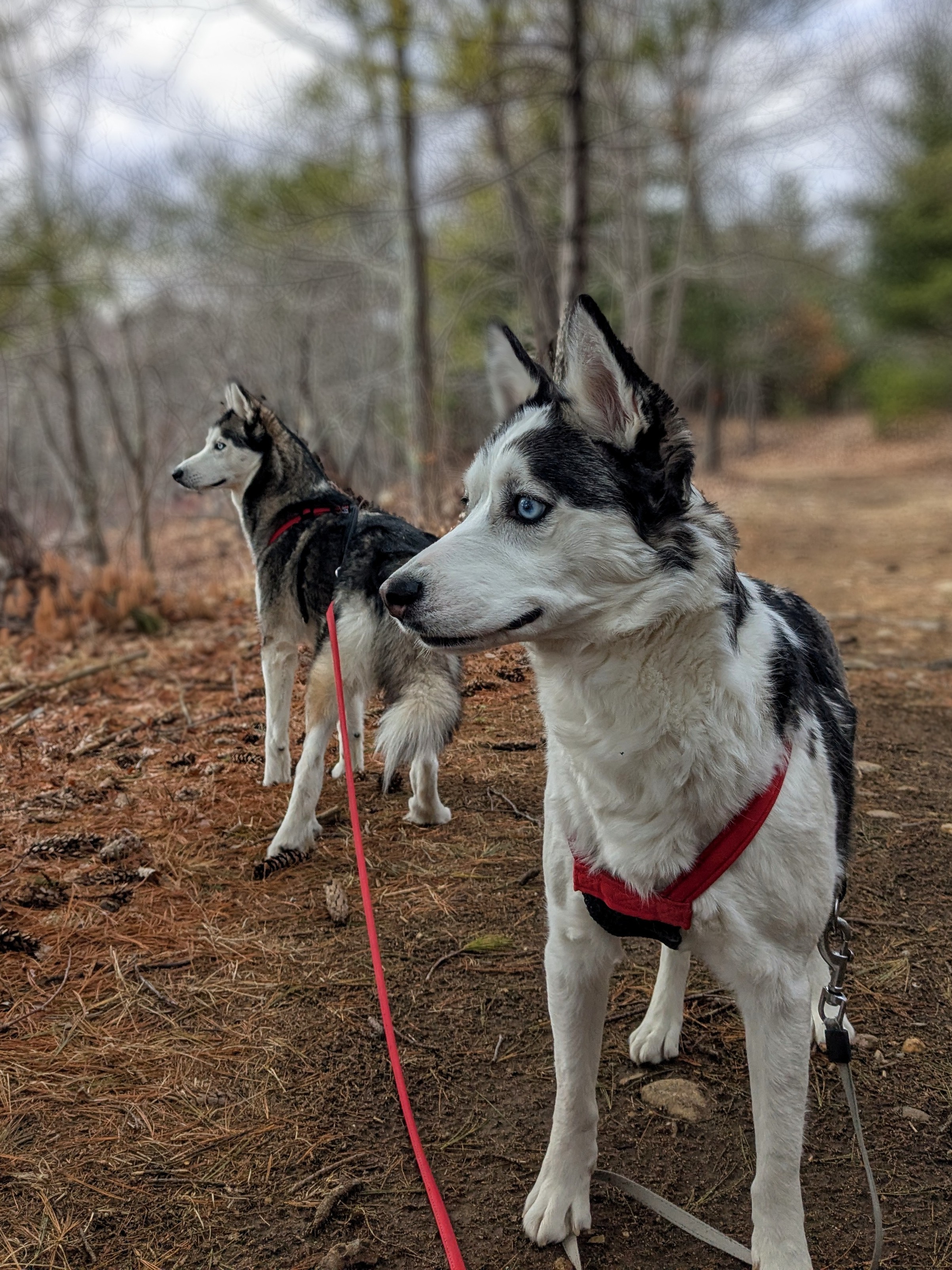 Wolves In The Wild