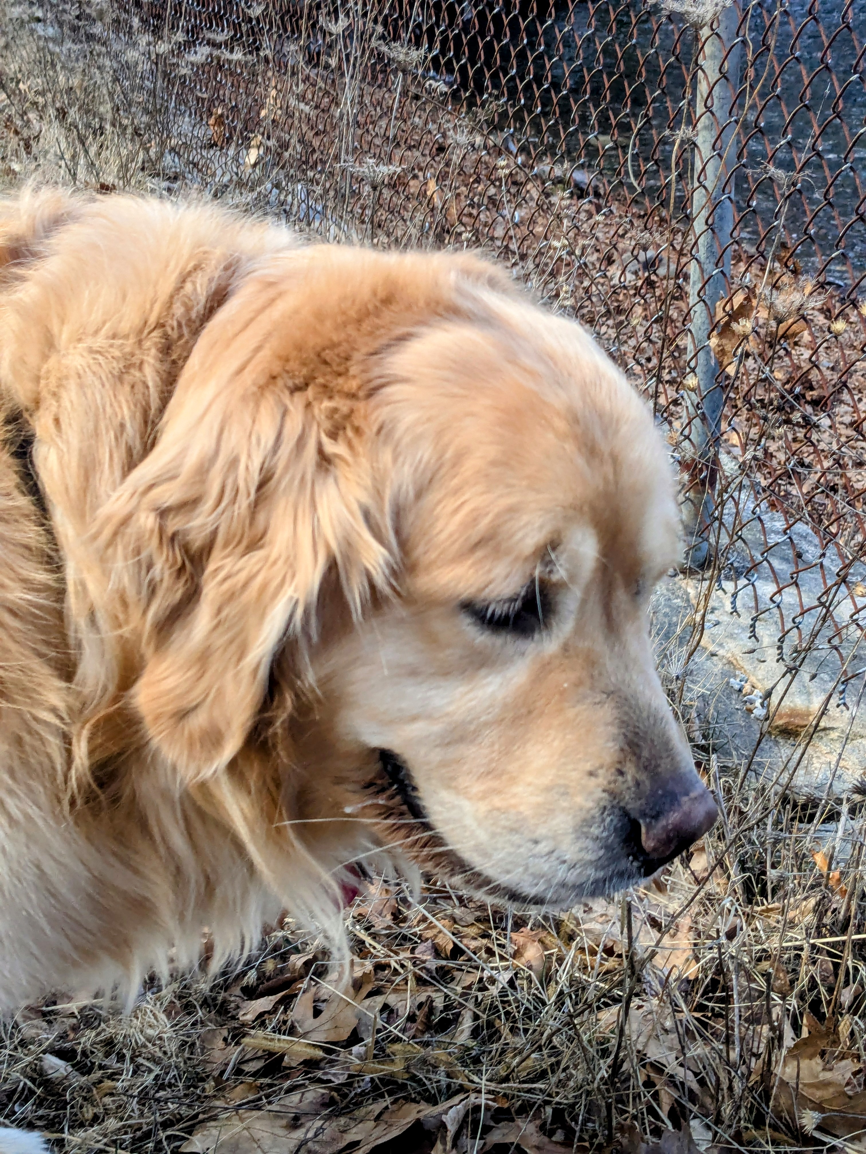 Cutest Floofy Sniffer!