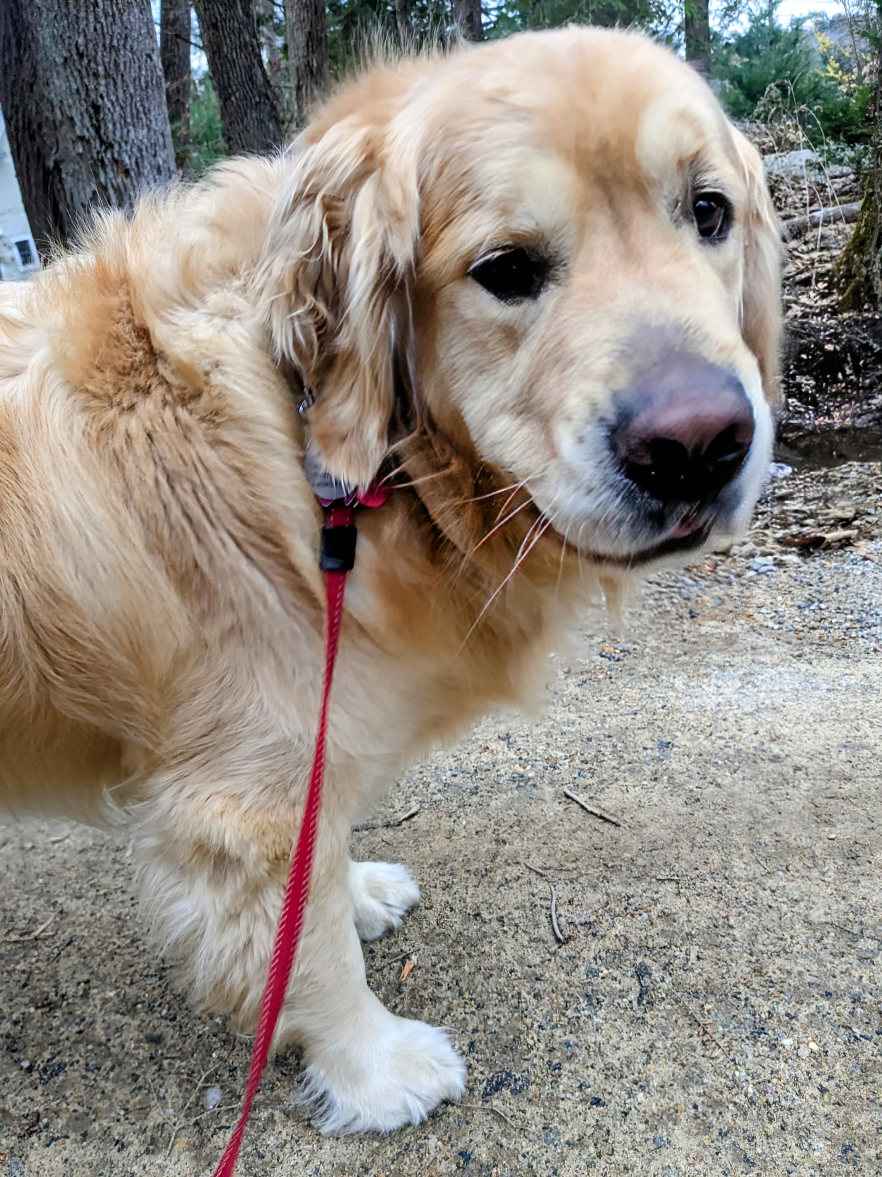 Most Lovable Floof!