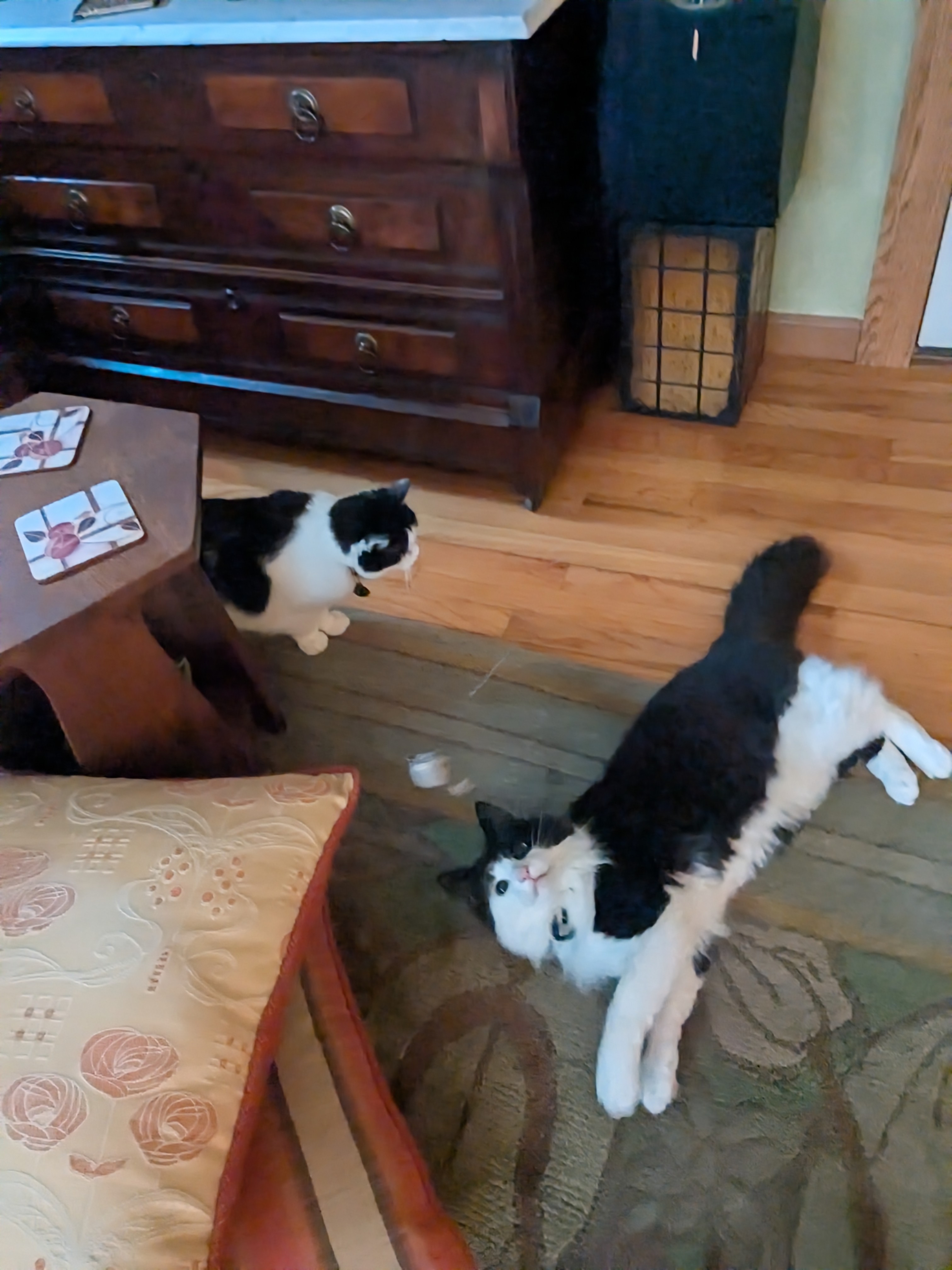 Caturday Morning Playtime With The Panda Cats! 🐼