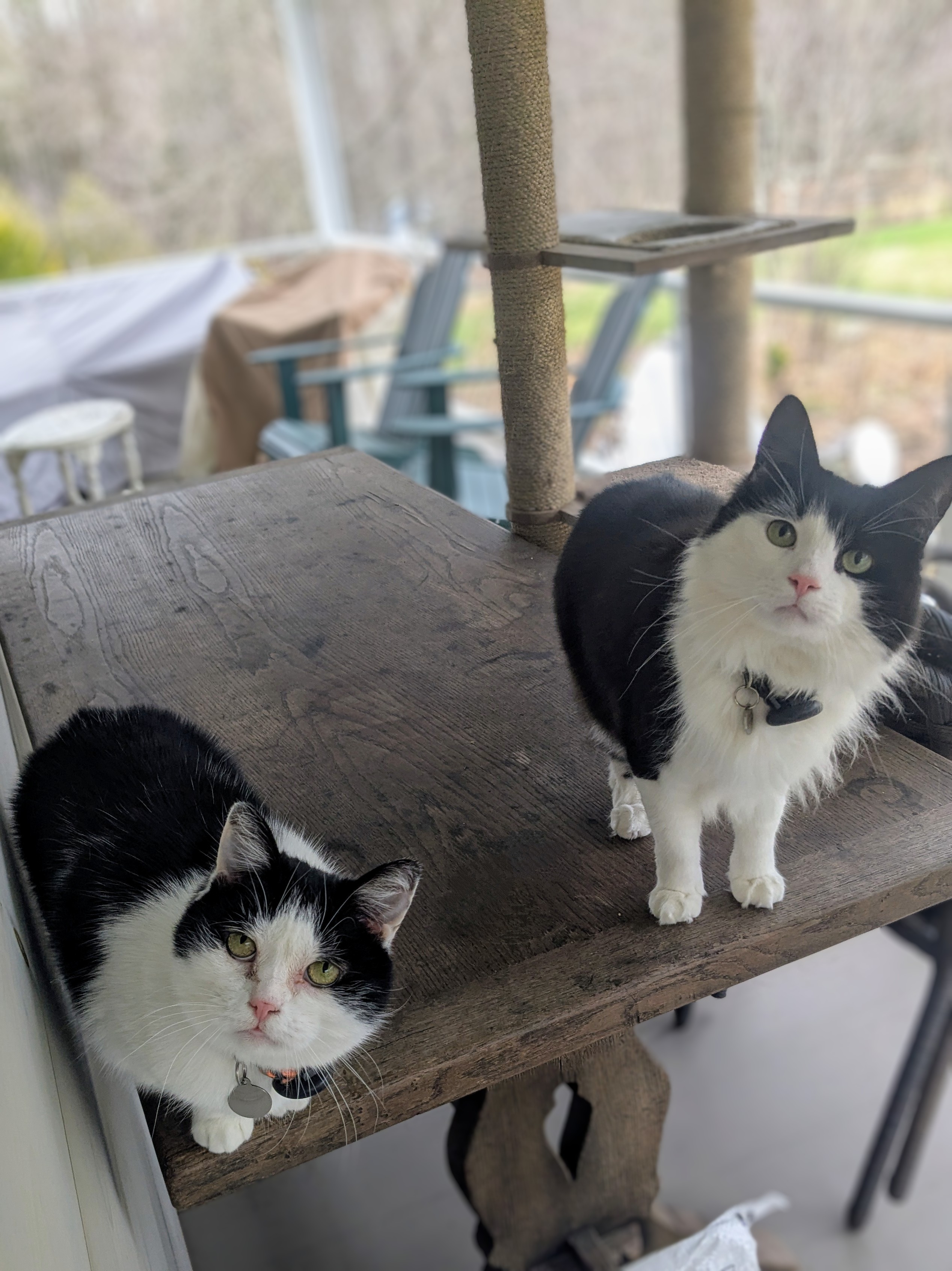 Fresh Air! 😻