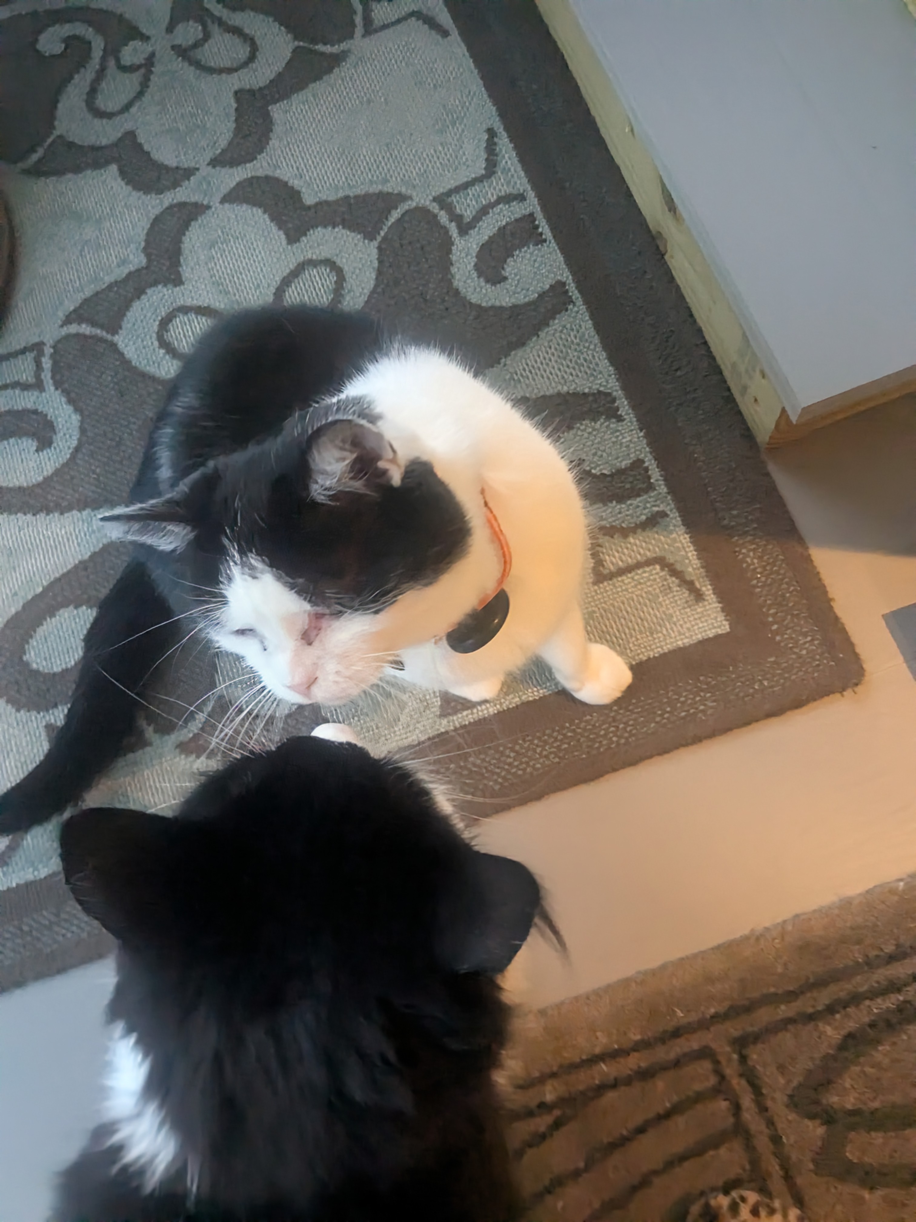 Fridays Are Better With Furry Kisses!
