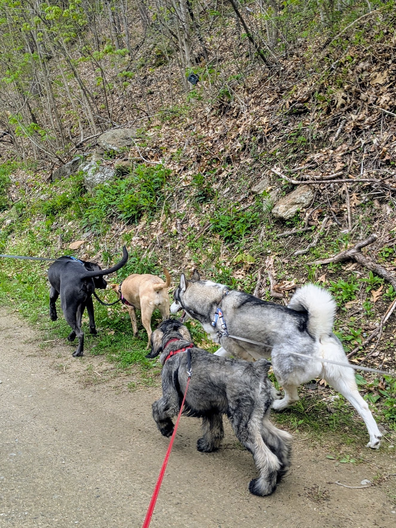 Jasper Meets The Pack