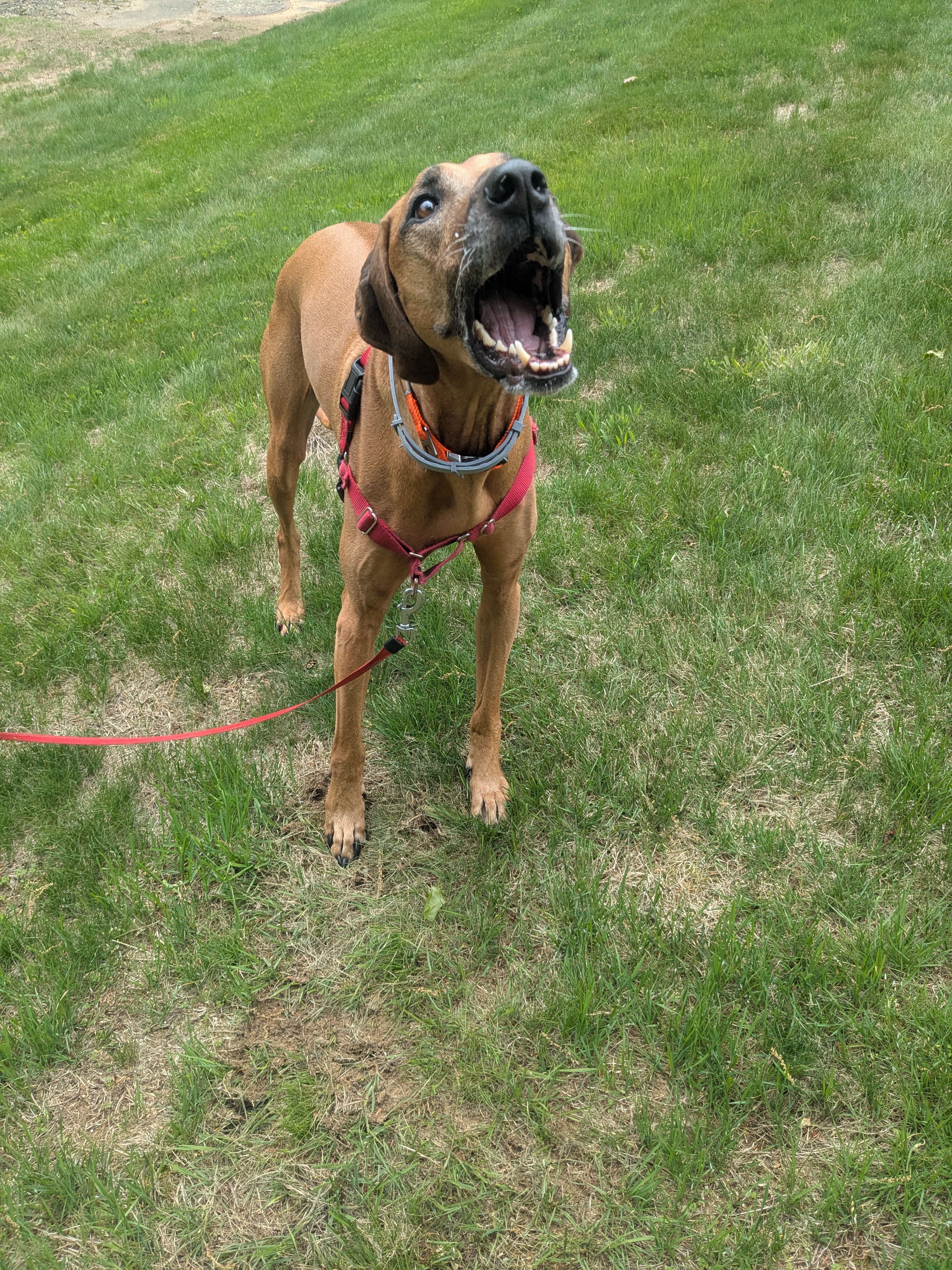 On A Treat Hunt!