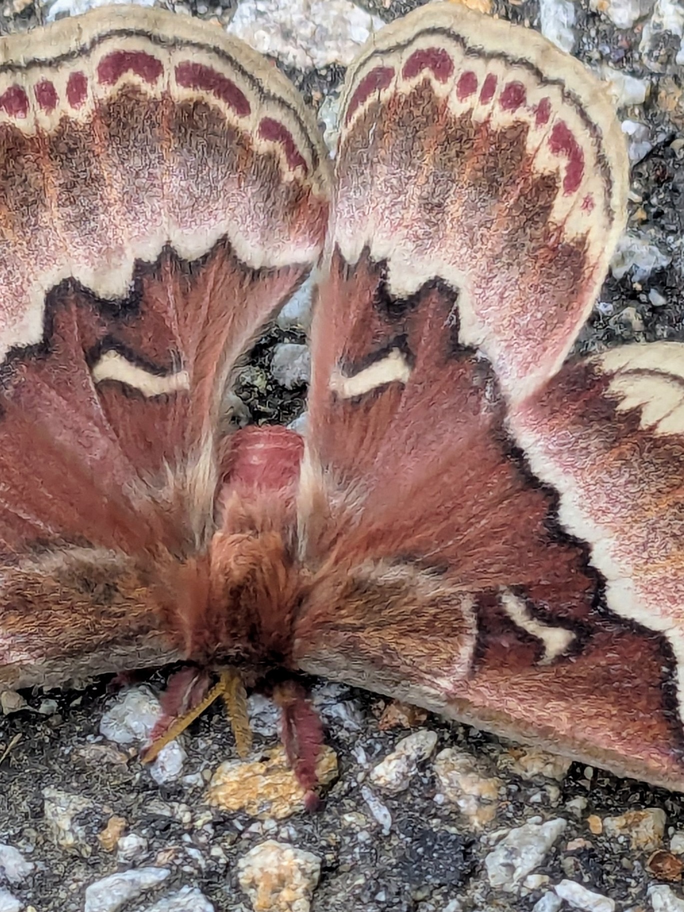 Social Butterly