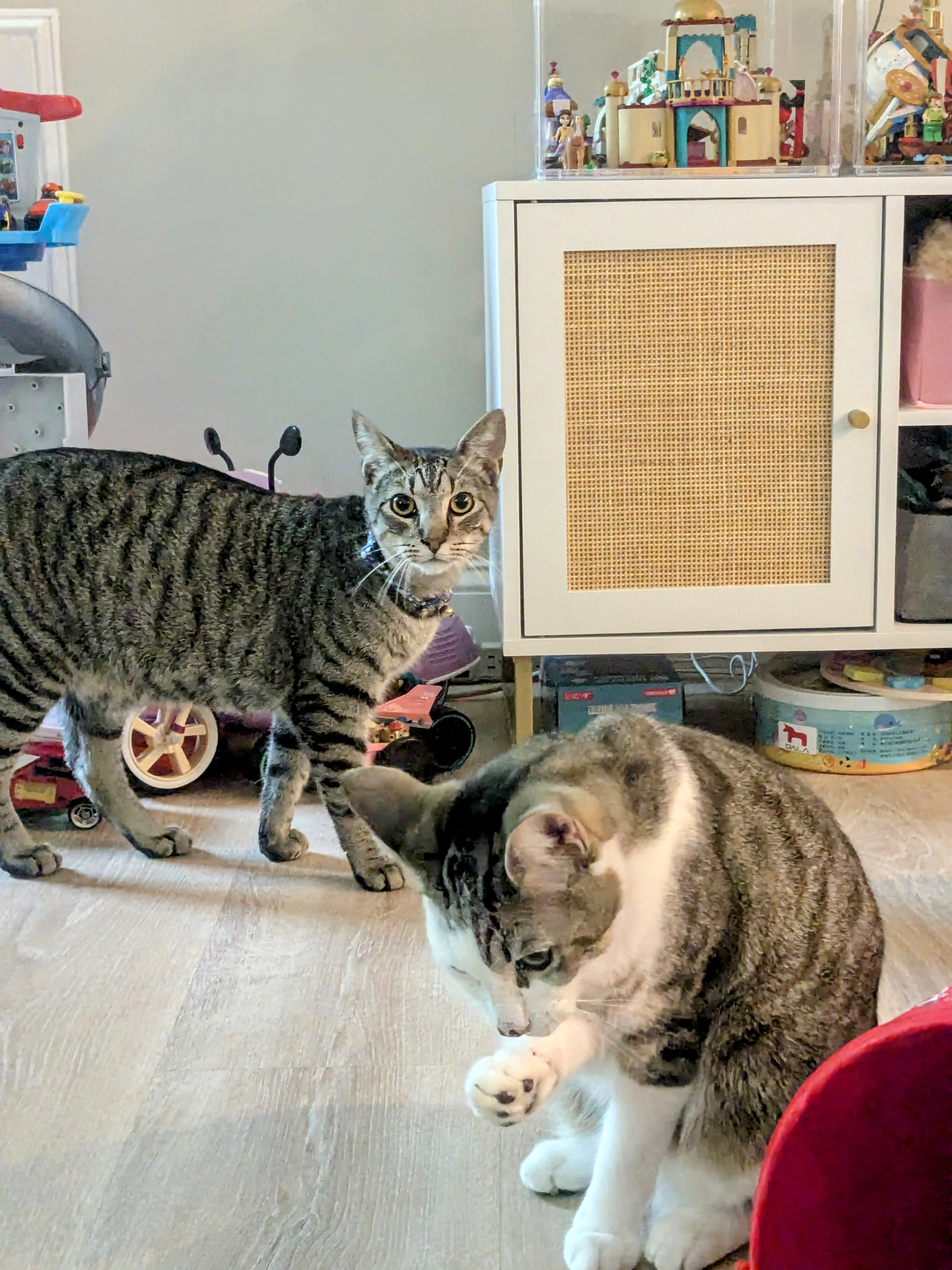 Grant & Kennedy Were Purr-fect!