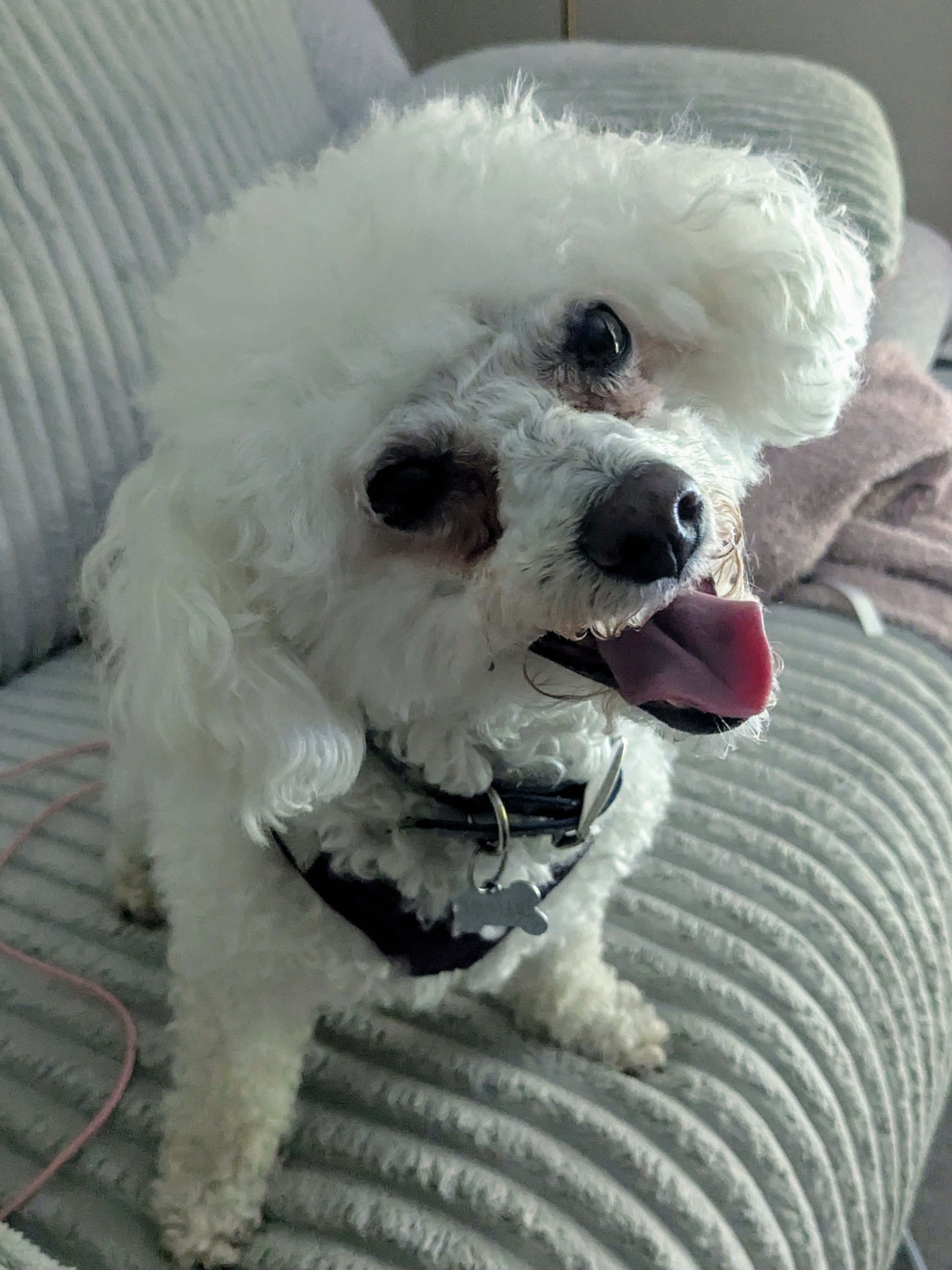LilyLoo’s Smile! ❤️