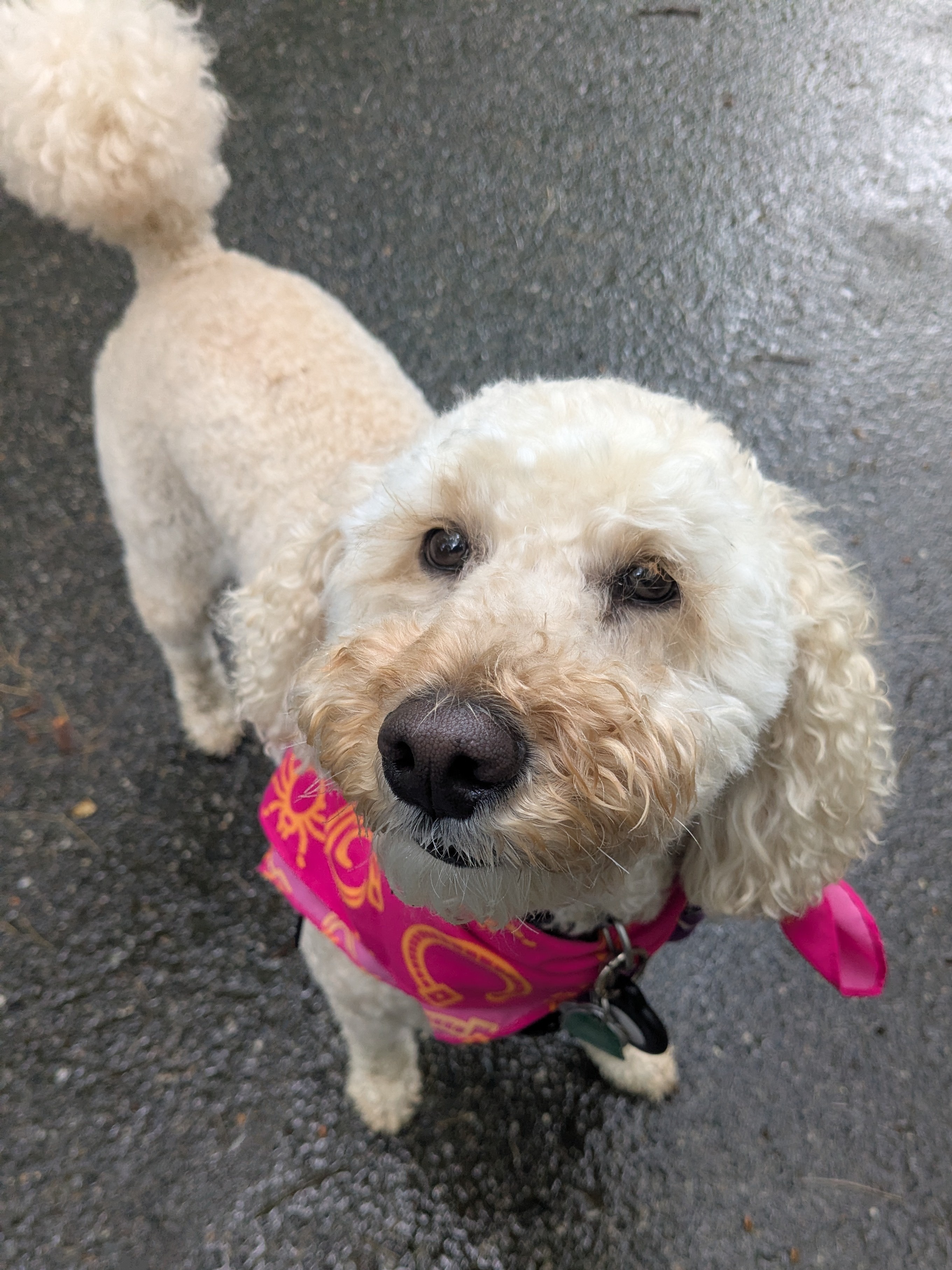 Does This Bandana Make Me Look Cute?