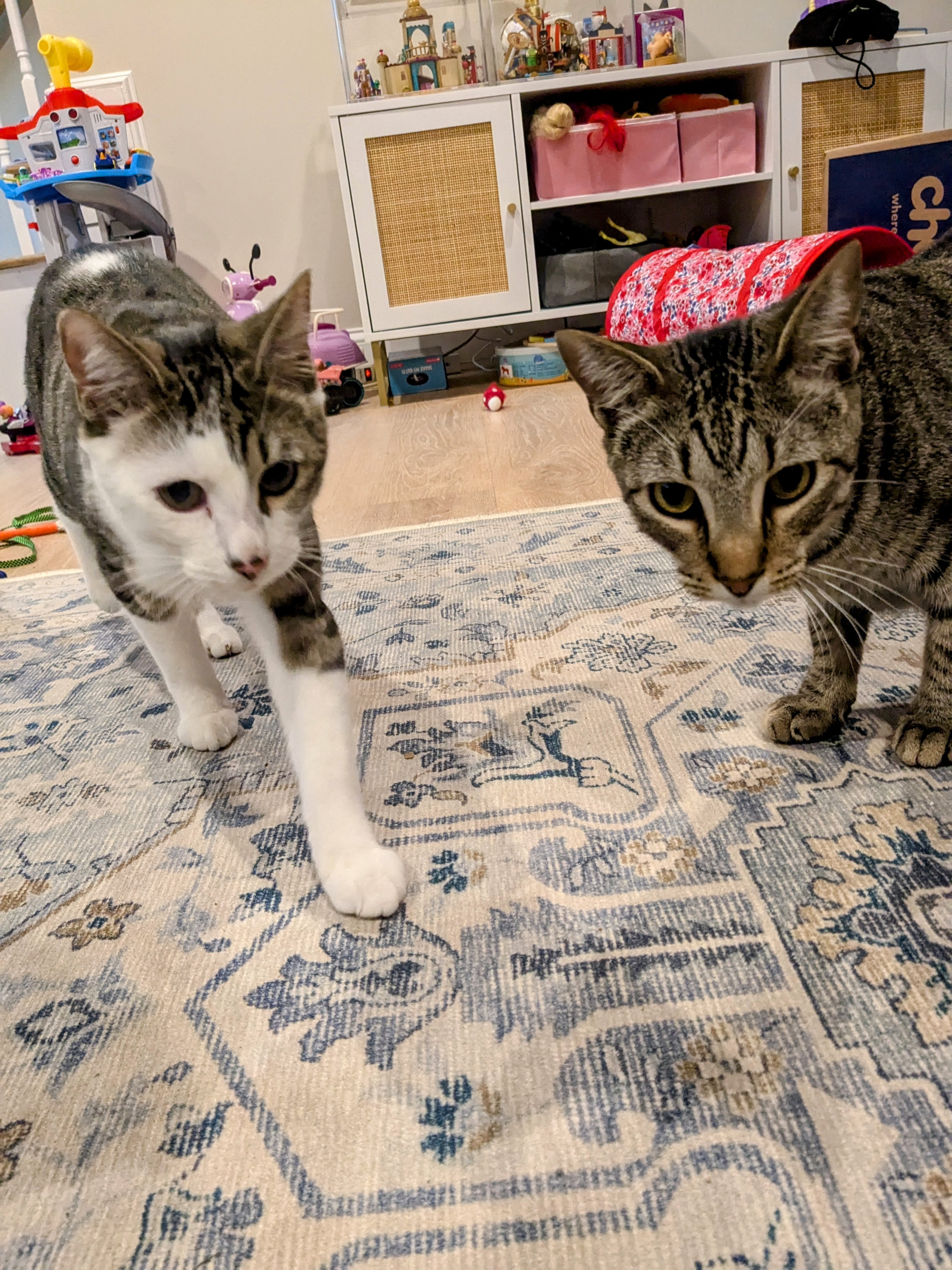 We Like Chasing Treats! 😻