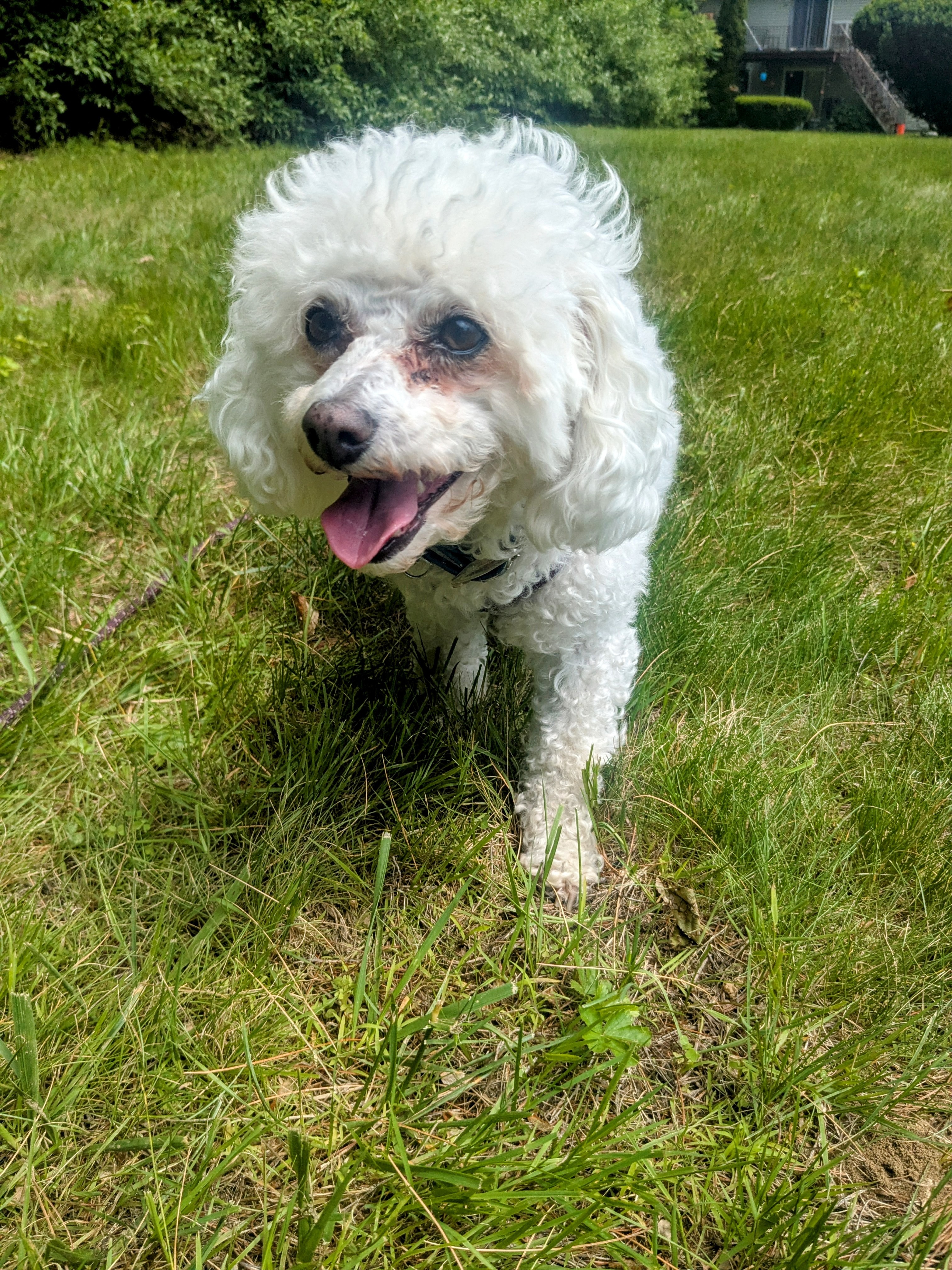 Happy Wags!