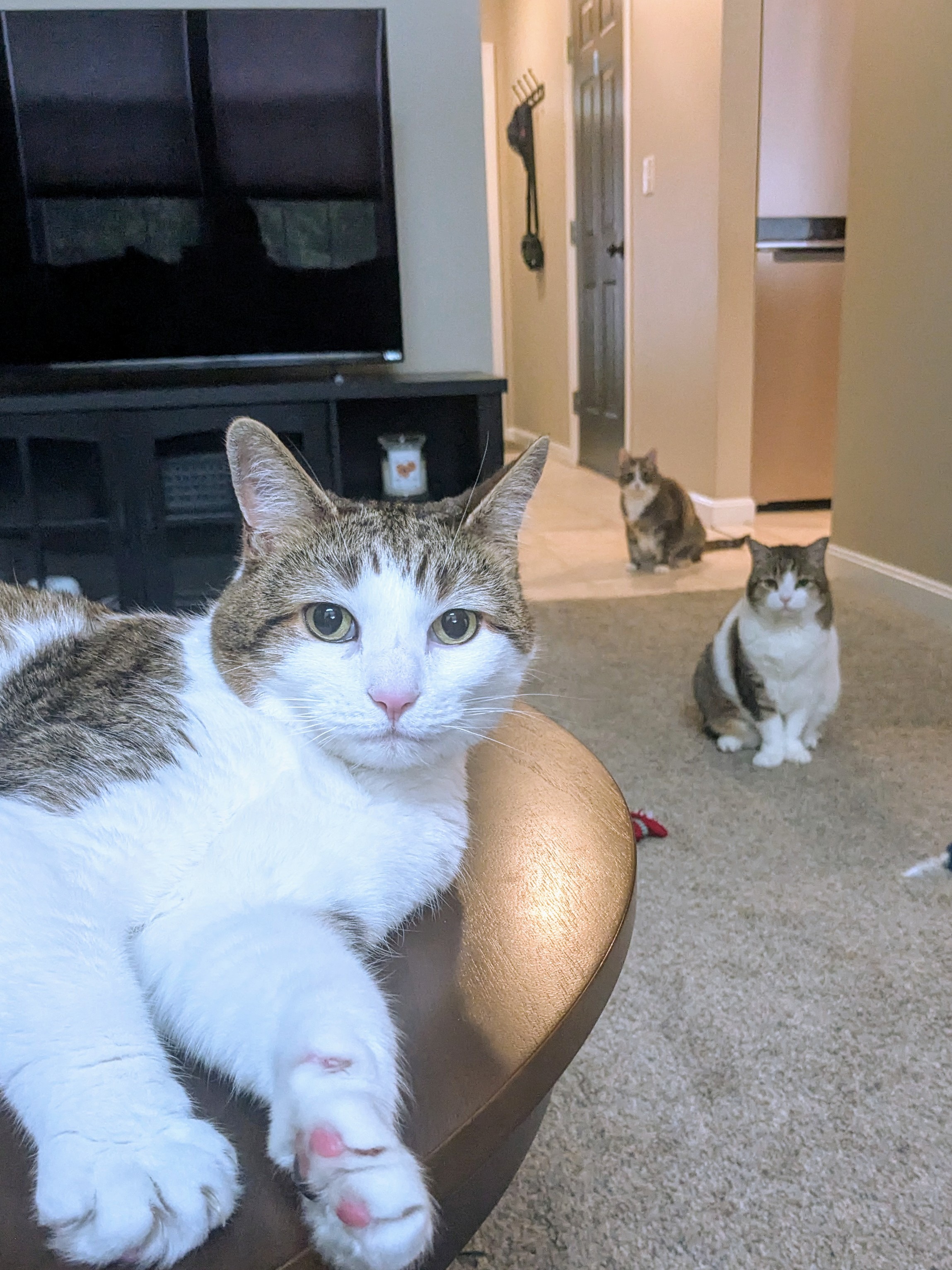 My First Visit With Misty, Nala, Oliver (a.k.a Mr. Kitty)