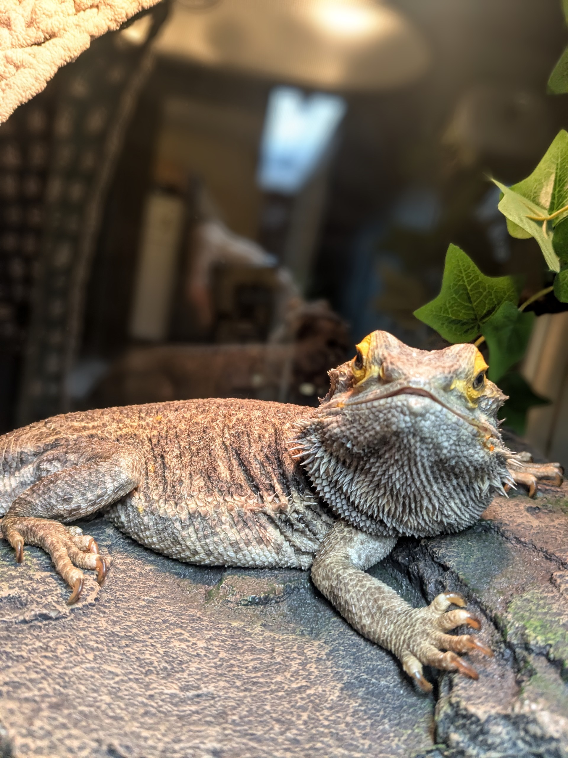 The Lion And The Dragon