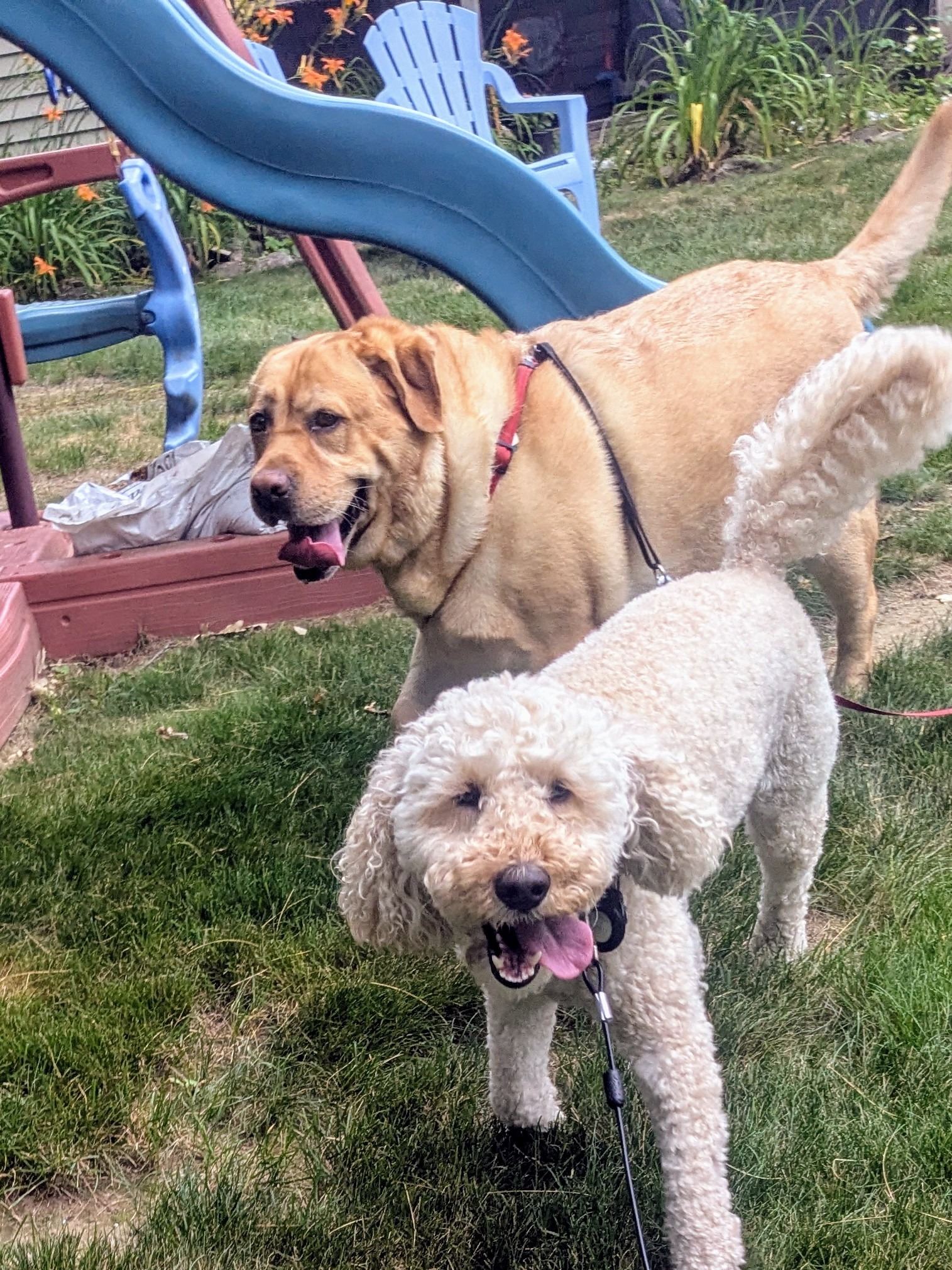 A Walk With A Furiend!