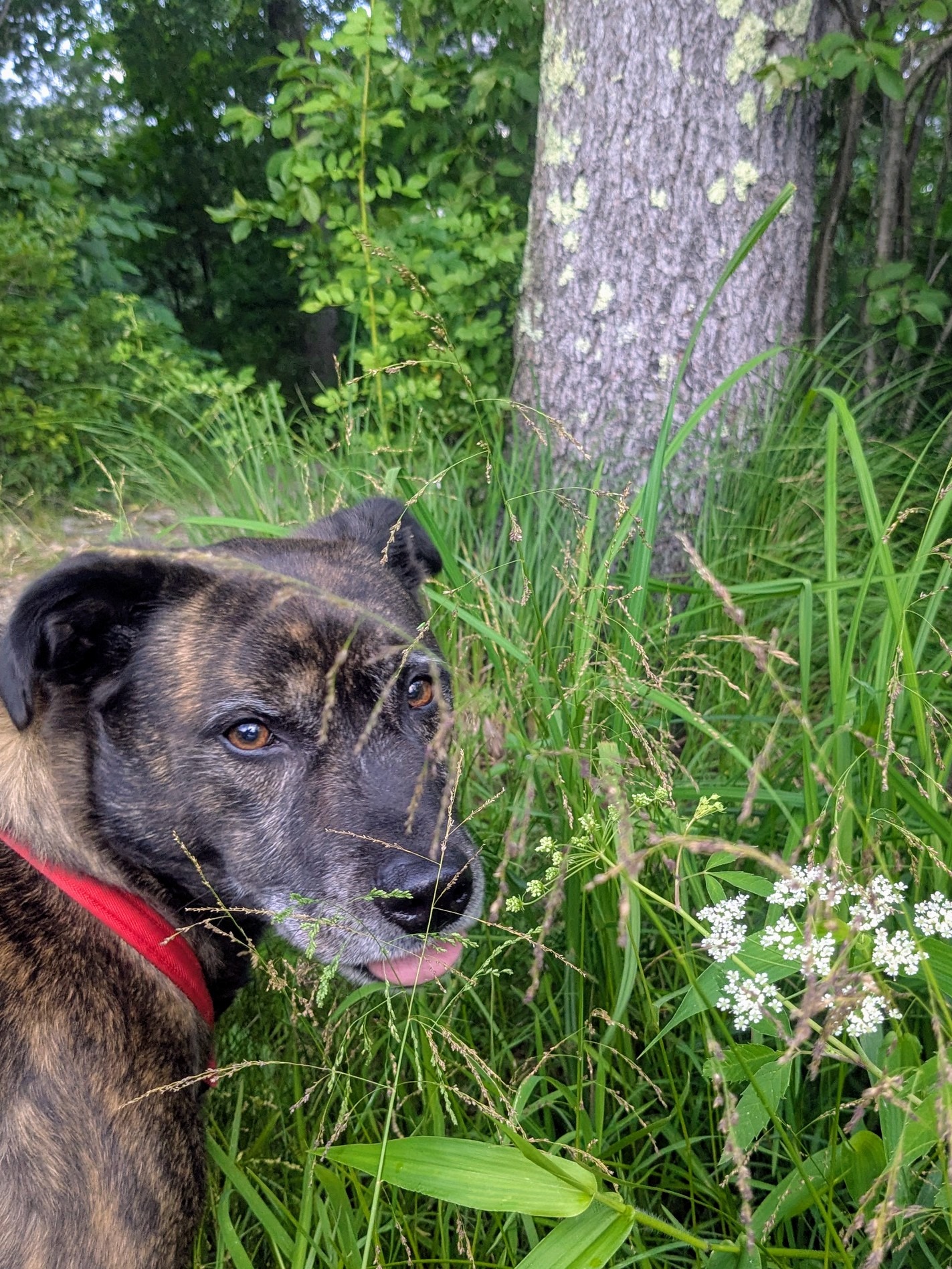 Moose Misses Mouse