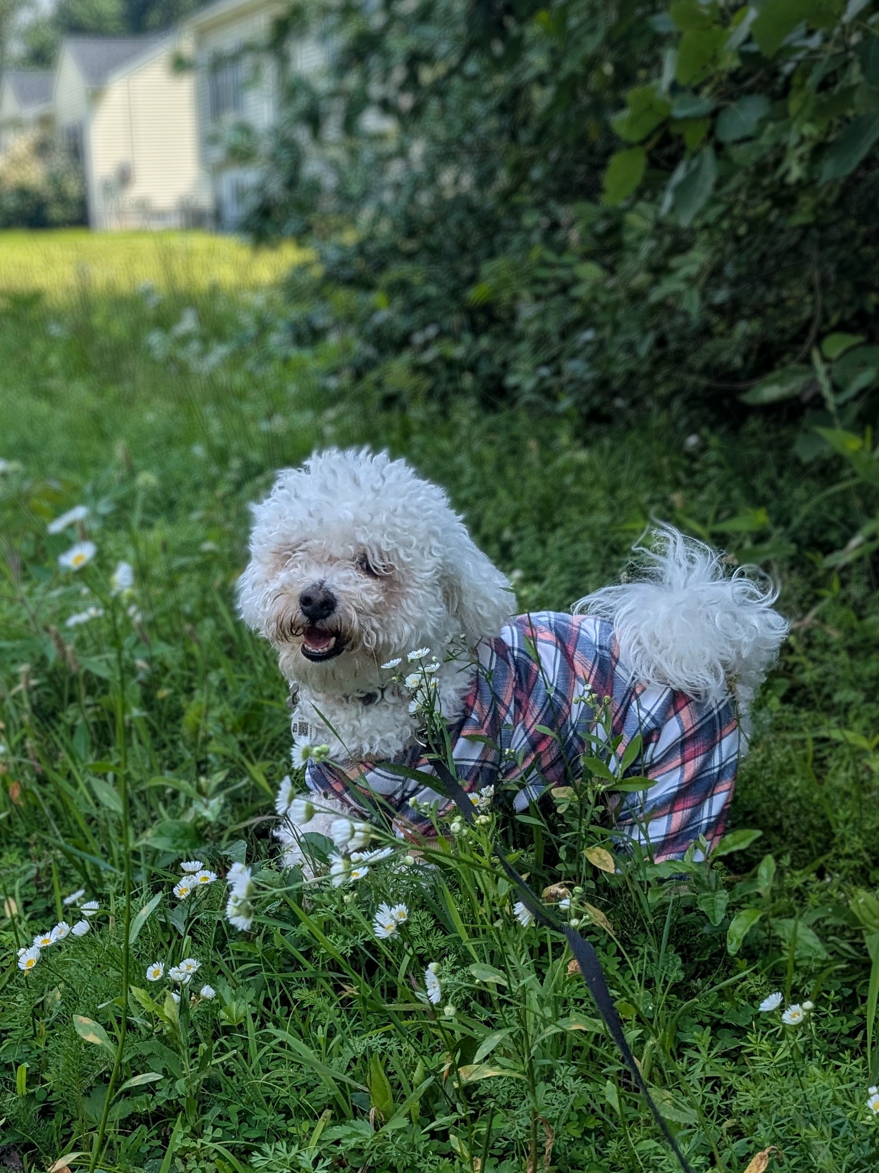 Monday Morning Walkies With Mylo Was A Breeze! 🍃
